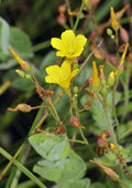 Hypericum elodes