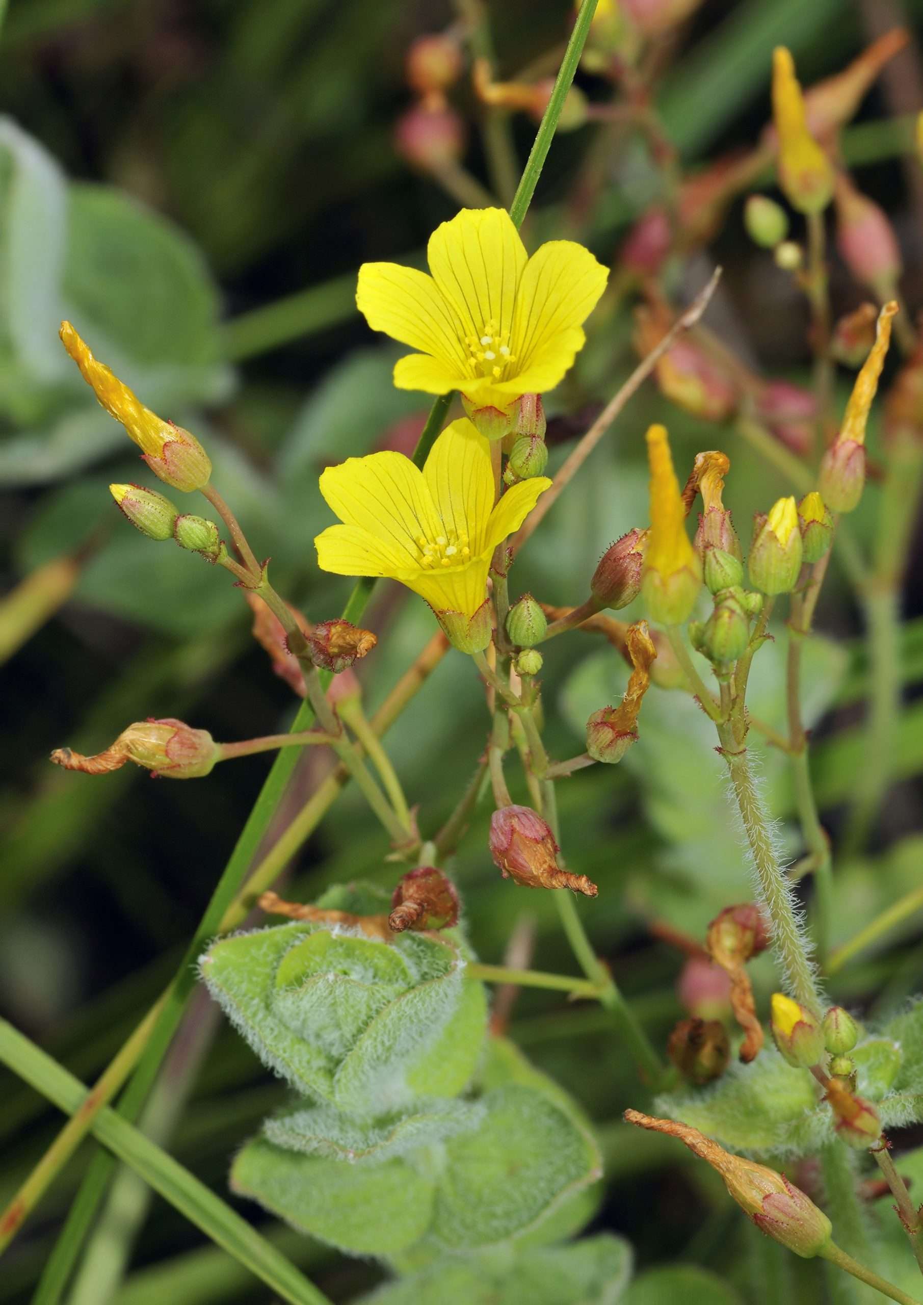 Hypericum elodes