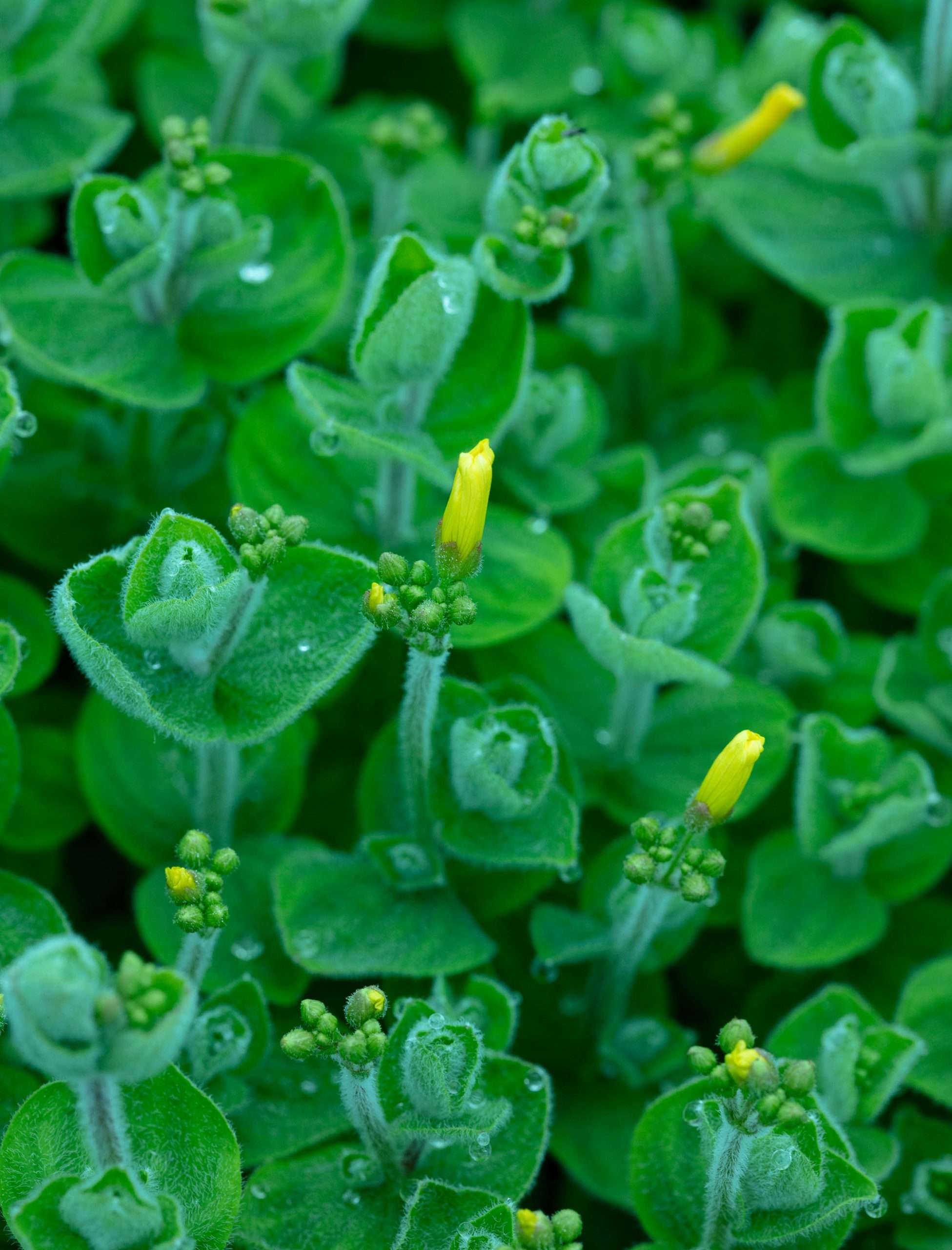 Hypericum elodes