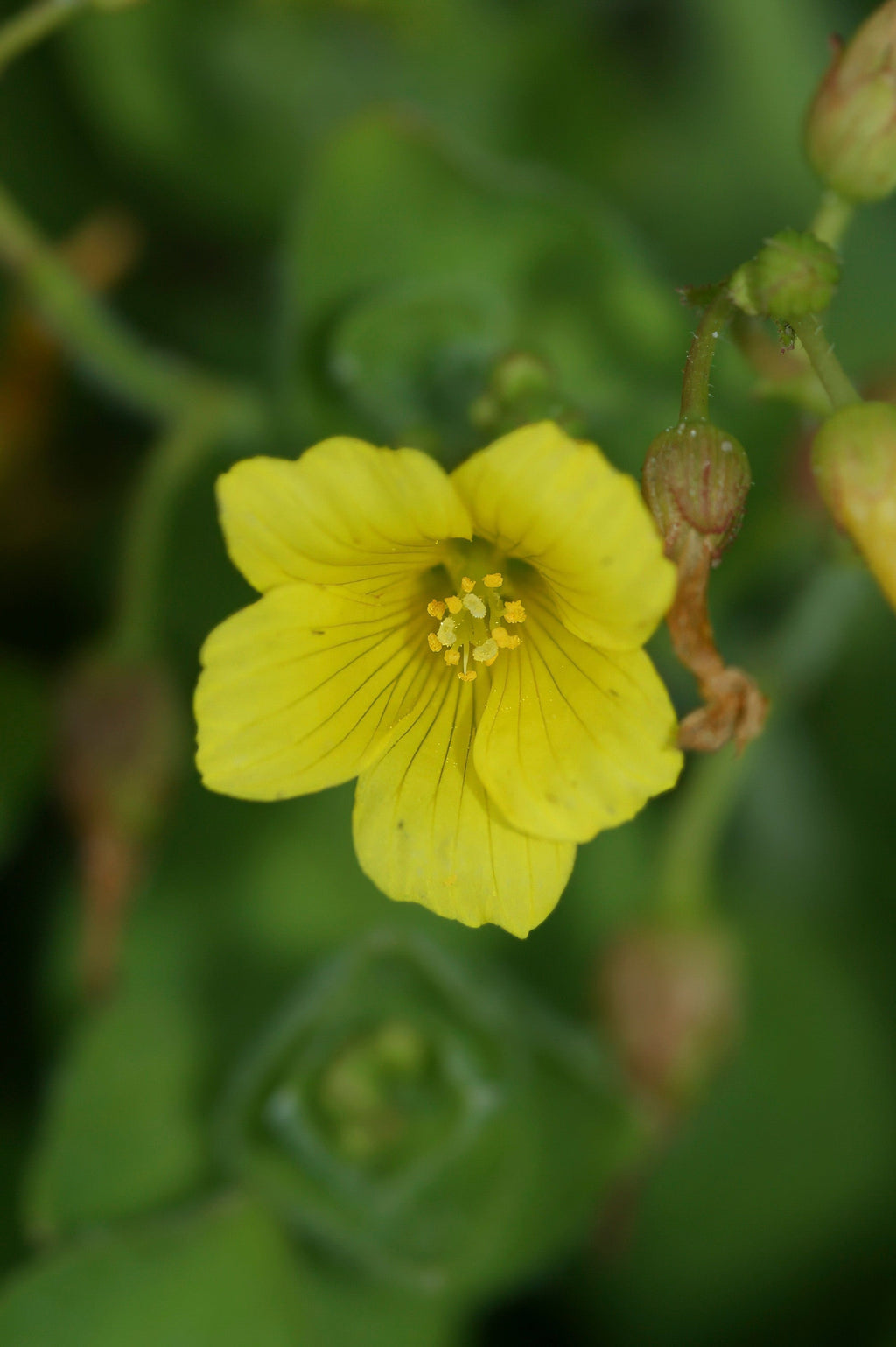 Hypericum elodes