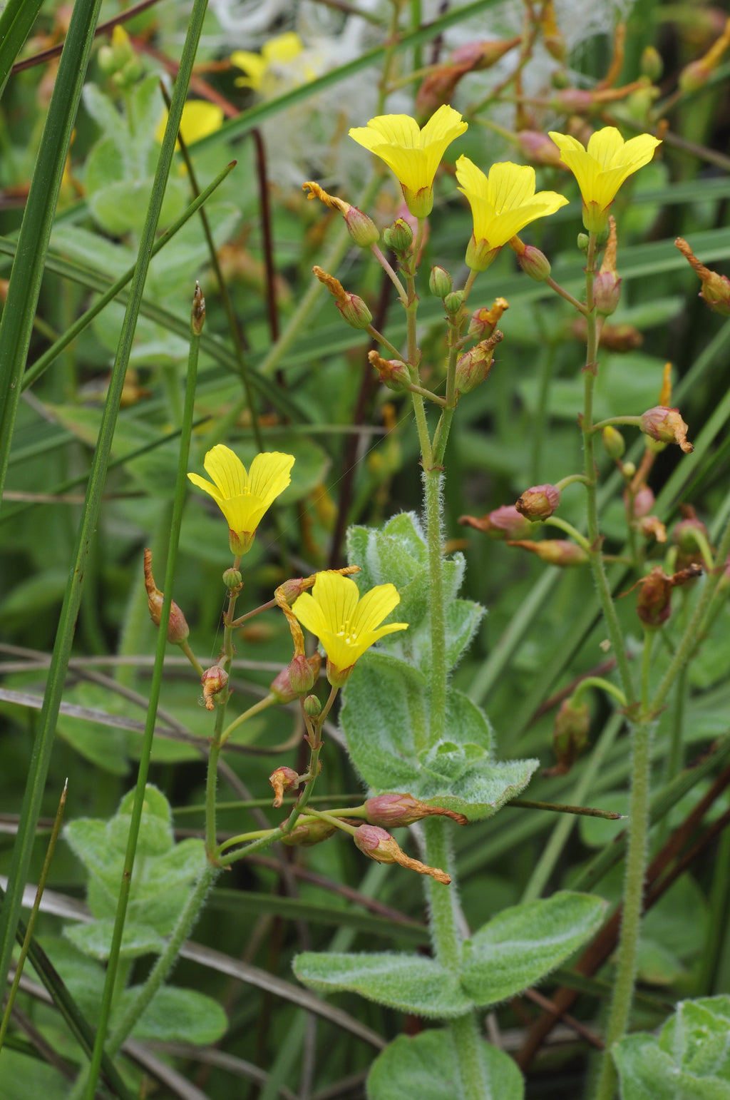 Hypericum elodes