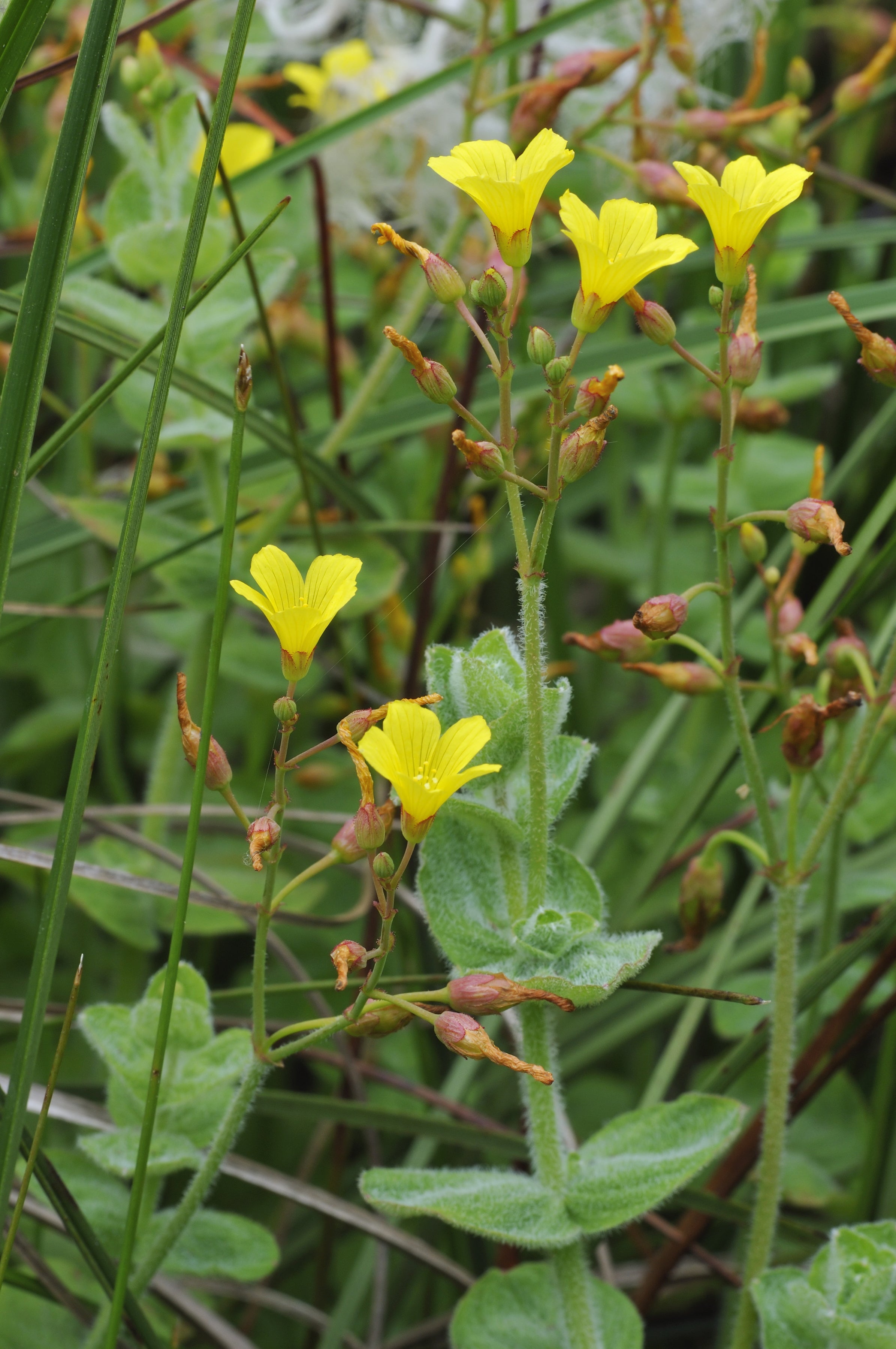 Hypericum elodes