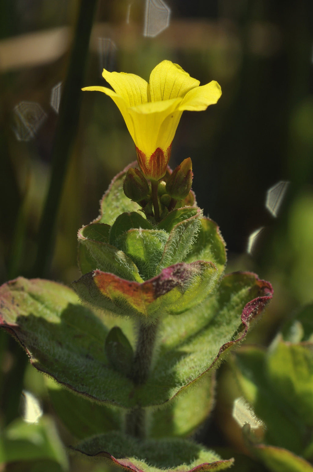 Hypericum elodes