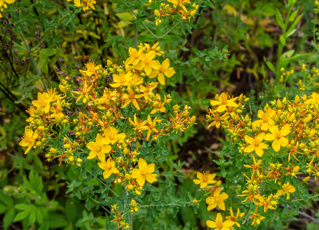 Hypericum perforatum