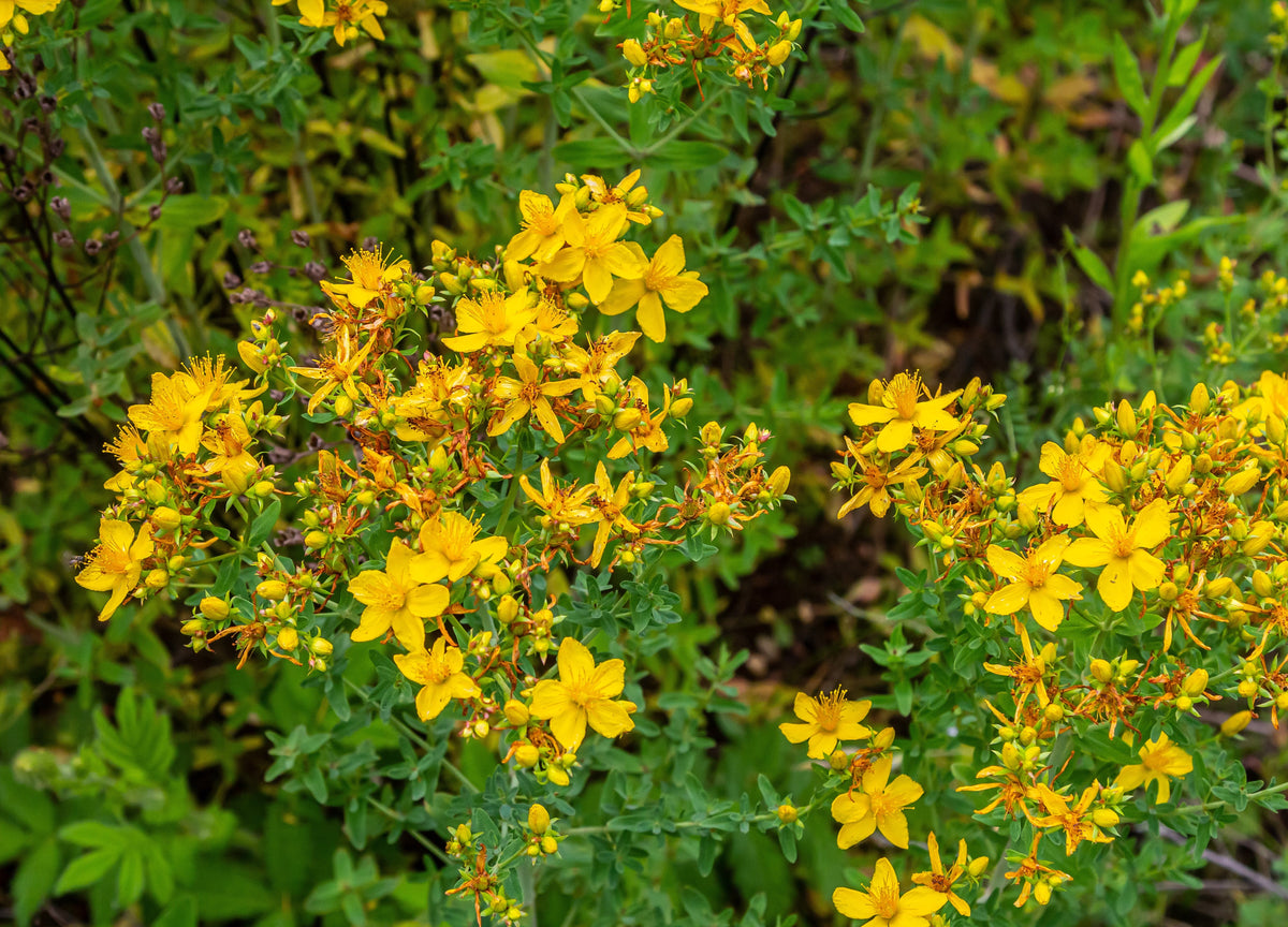 Hypericum perforatum