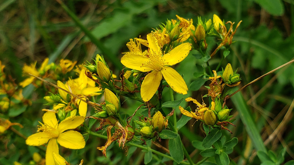 Hypericum perforatum