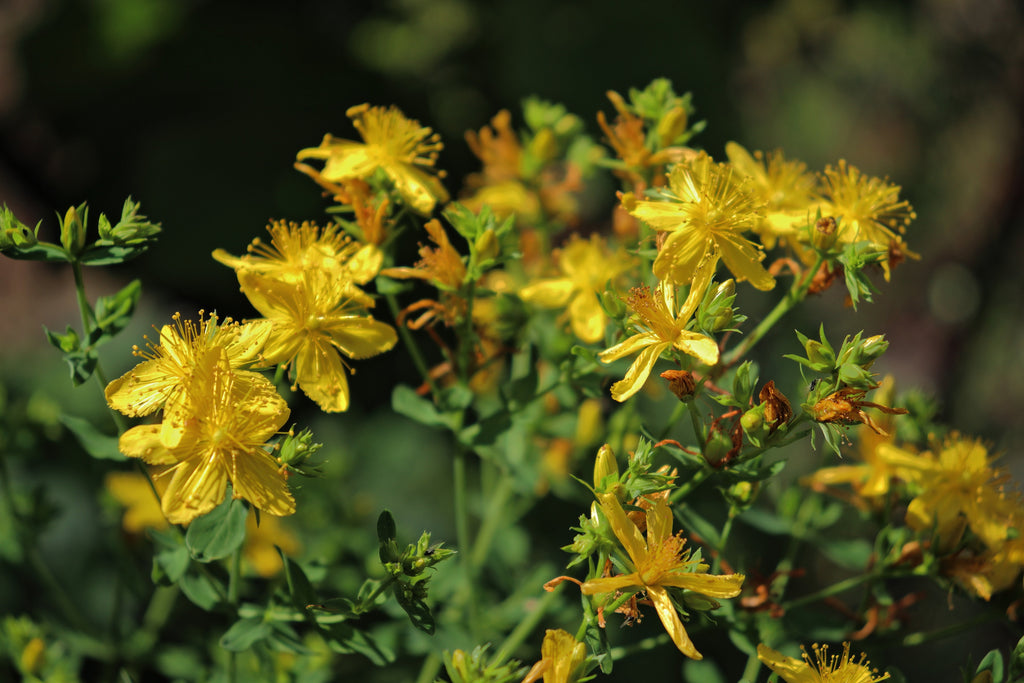 Hypericum perforatum