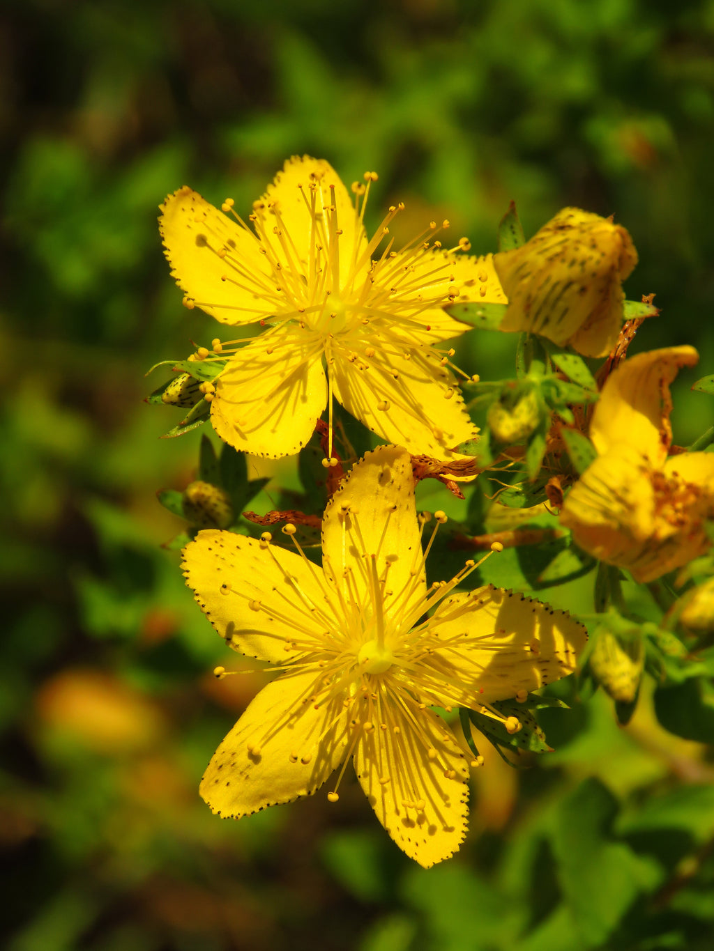 Hypericum perforatum