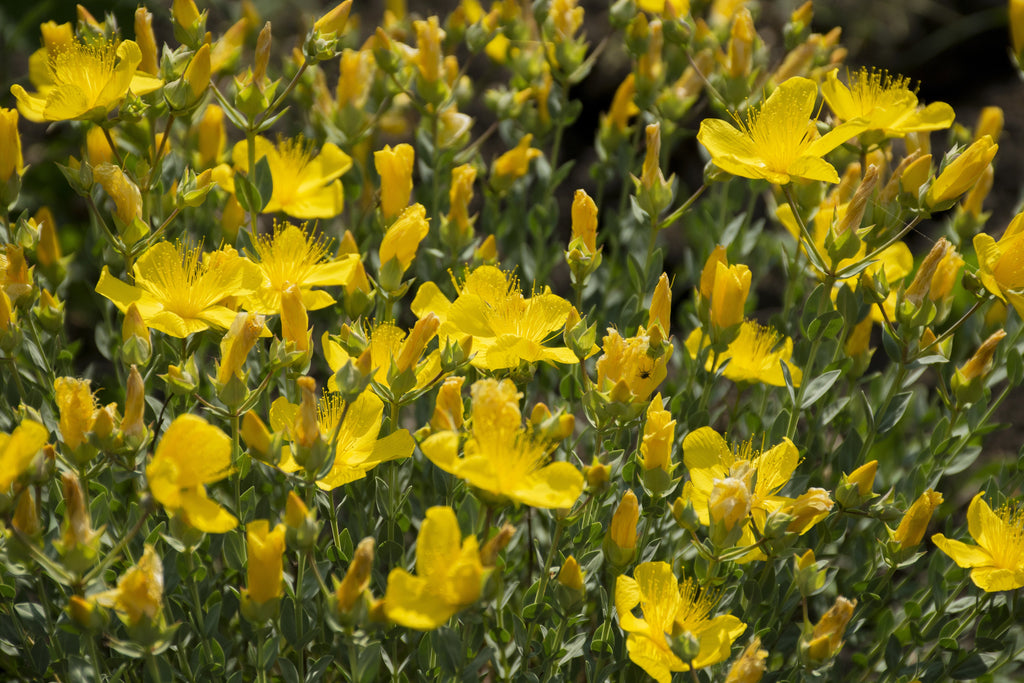 Hypericum polyphyllum 'Grandiflorum'