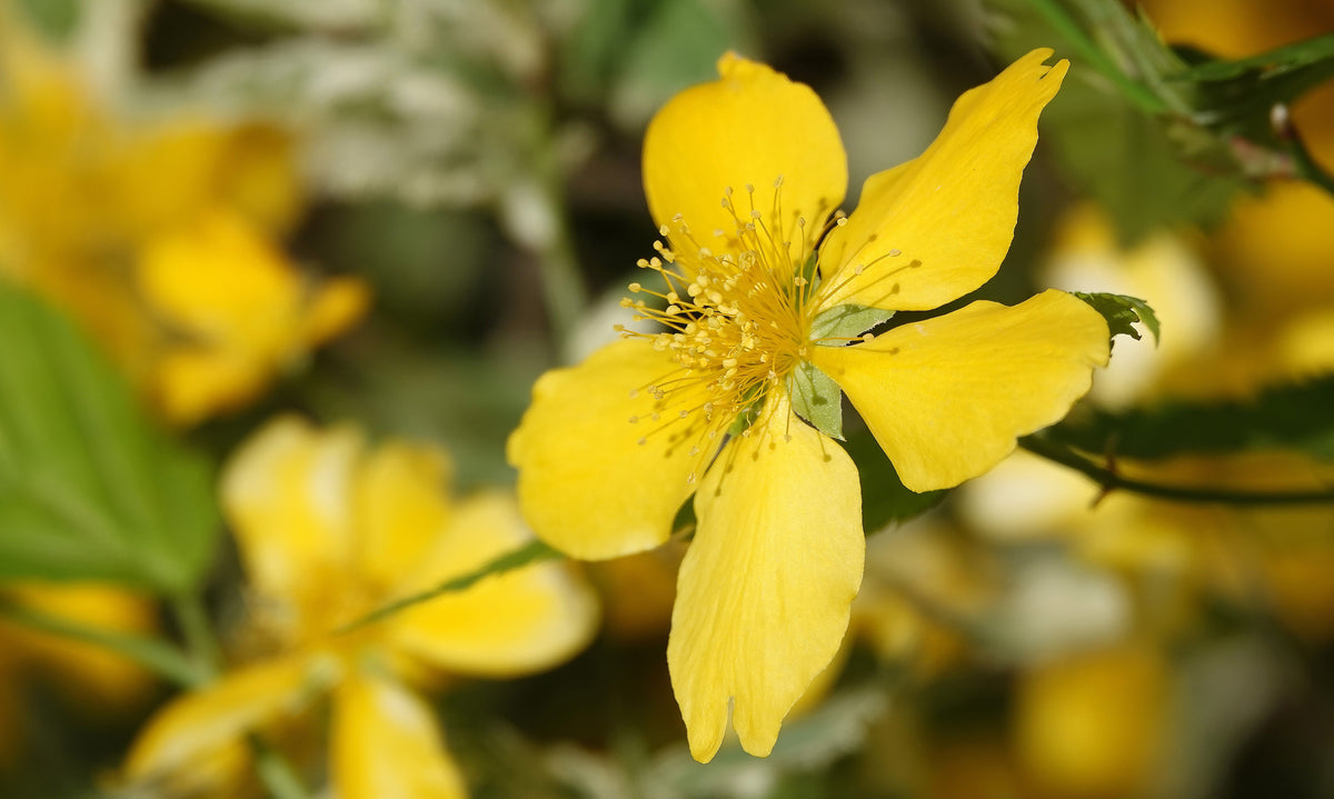 Hypericum polyphyllum 'Grandiflorum'