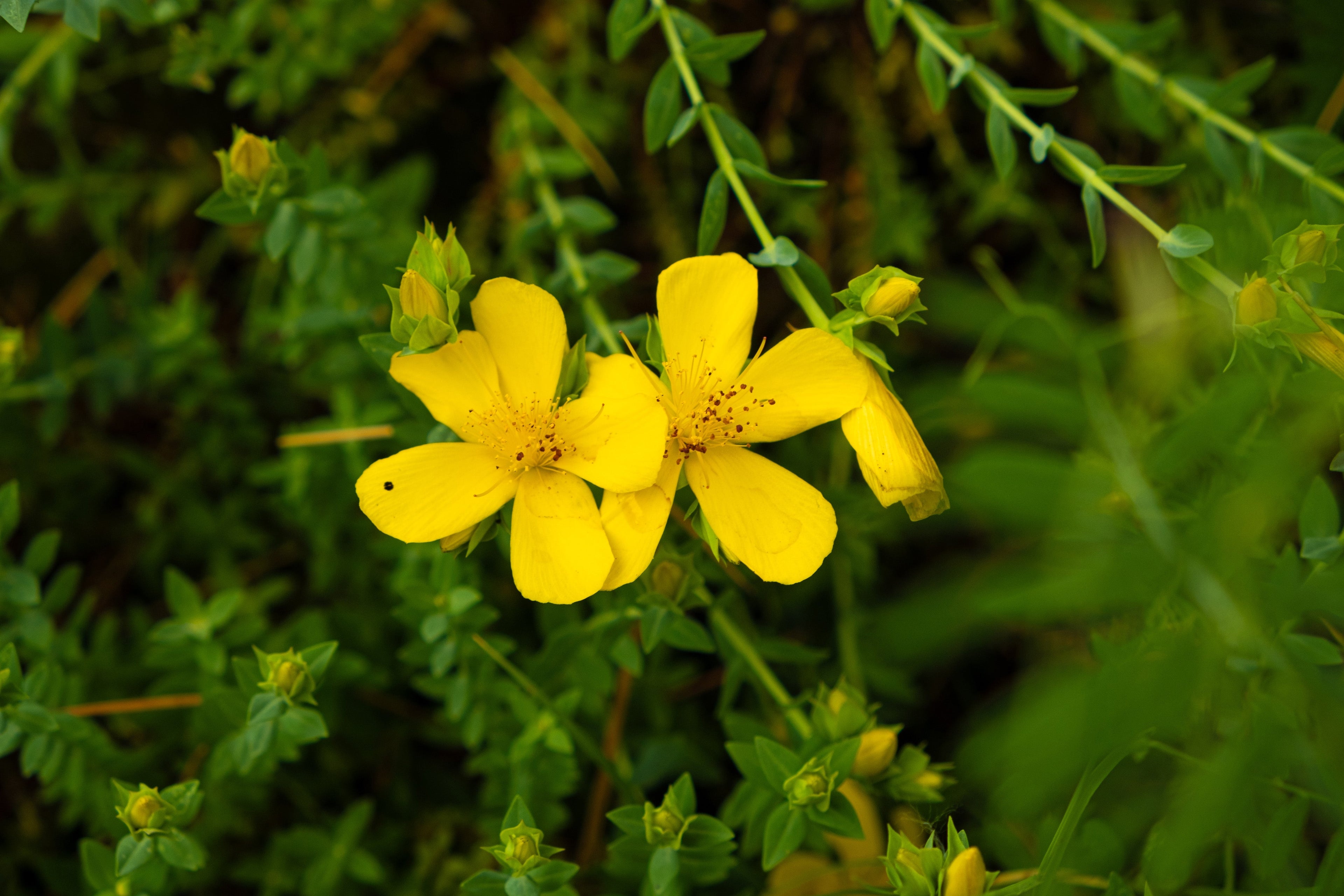 Hypericum polyphyllum 'Grandiflorum'