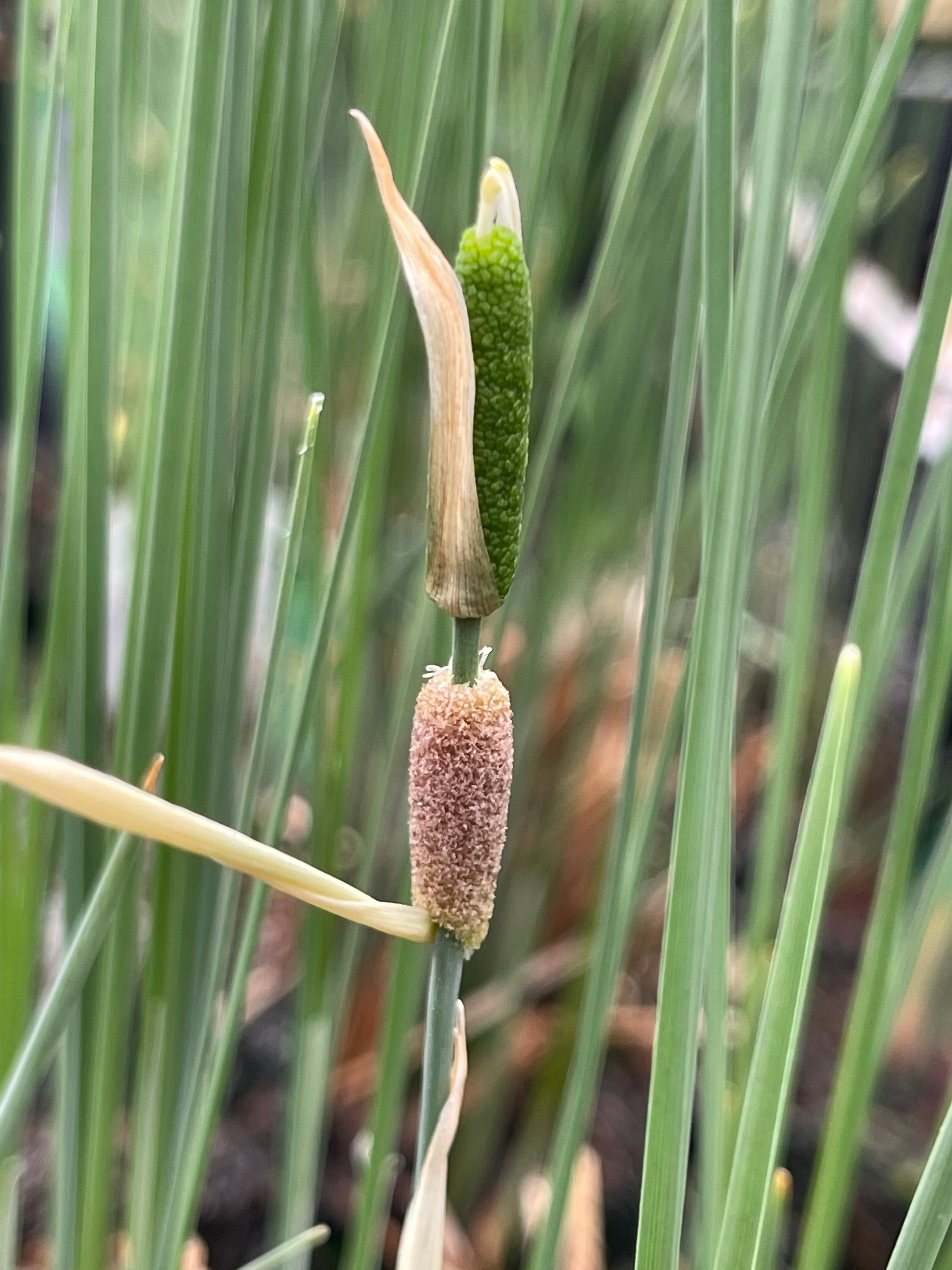 Typha minima
