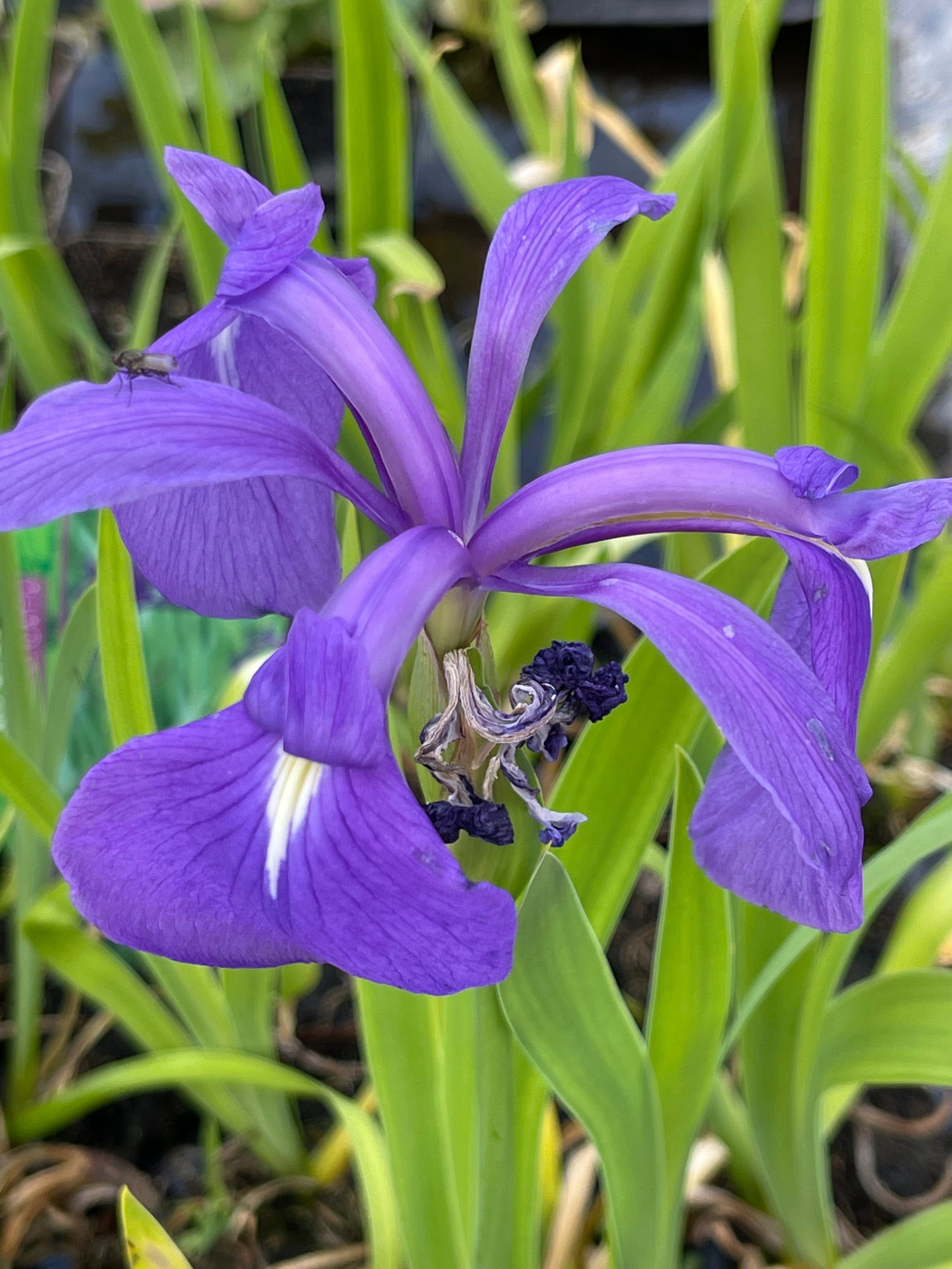 Iris laevigata