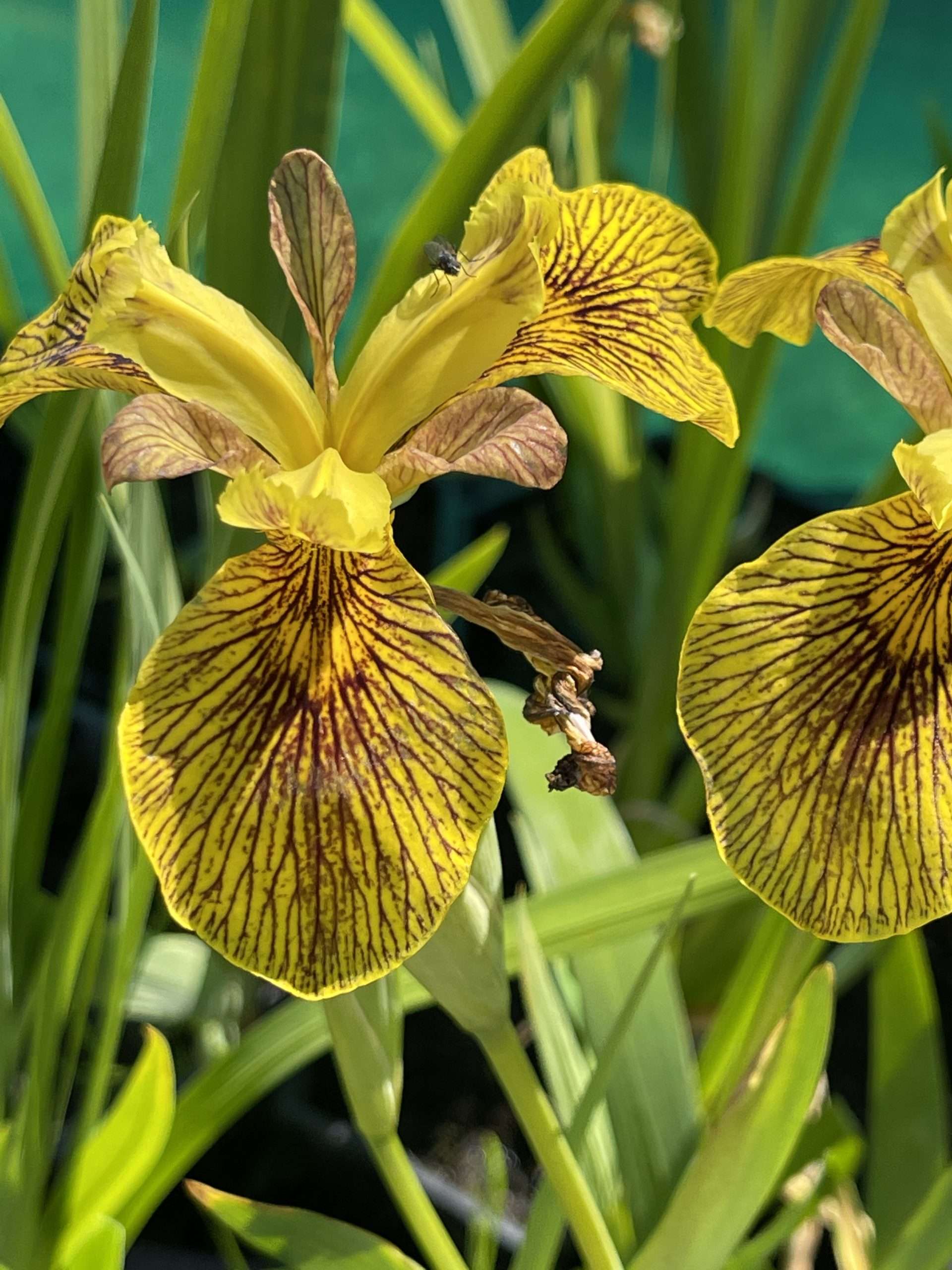 Iris pseudacorus 'Berlin Tiger'