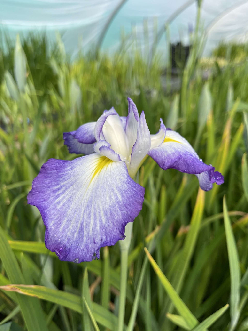 Iris ensata 'Gracieuse'