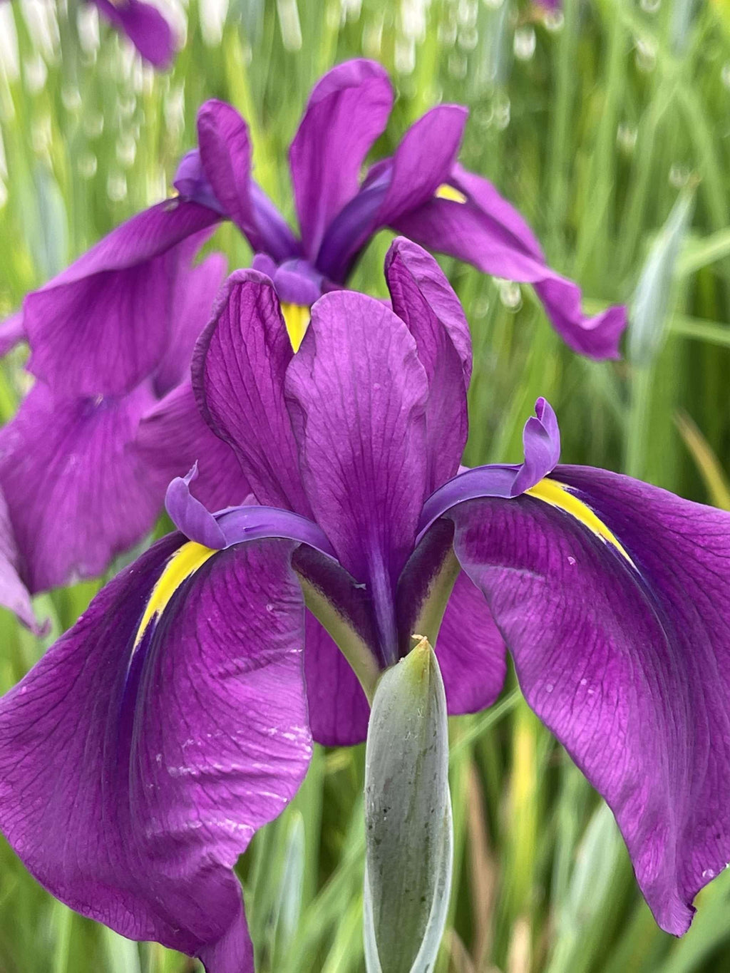Iris ensata 'Ruby King'