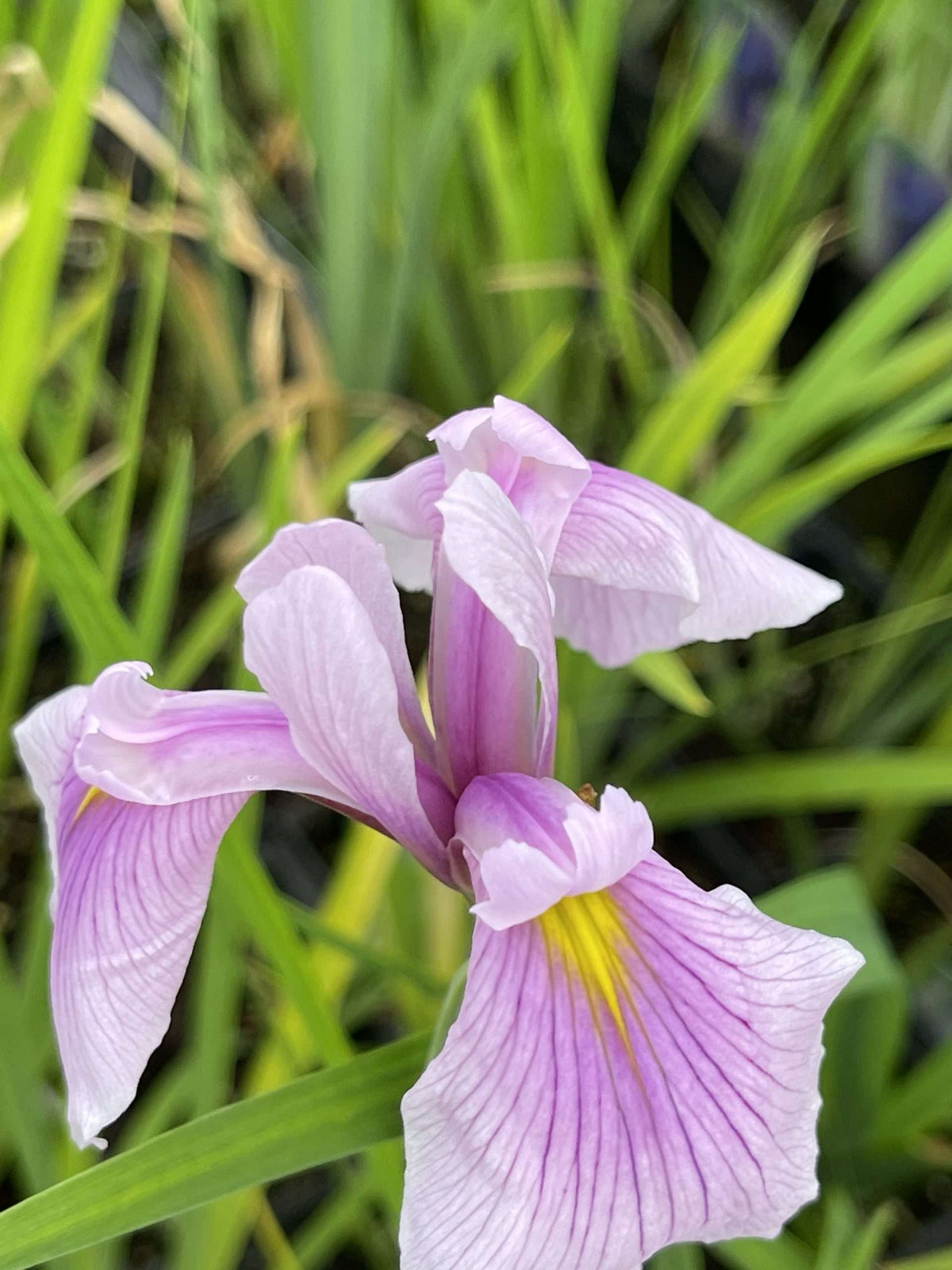 Iris laevigata 'Rose Queen'