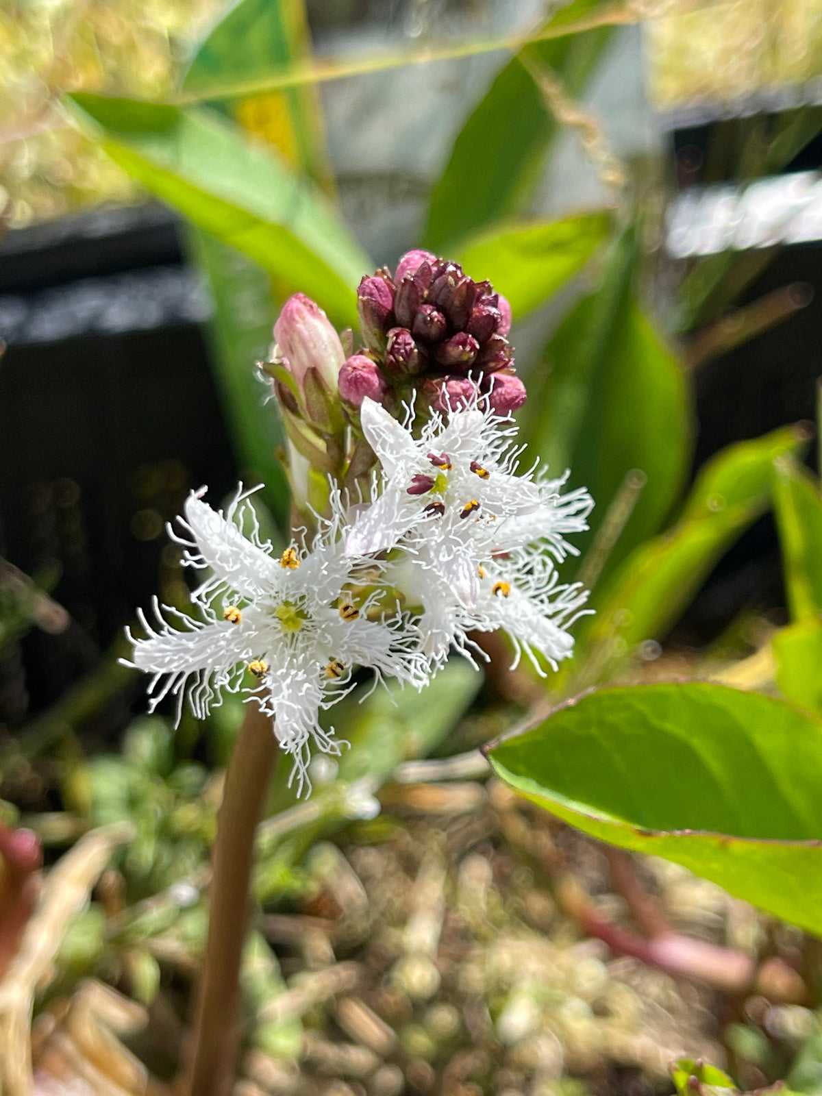 Menyanthes trifoliata