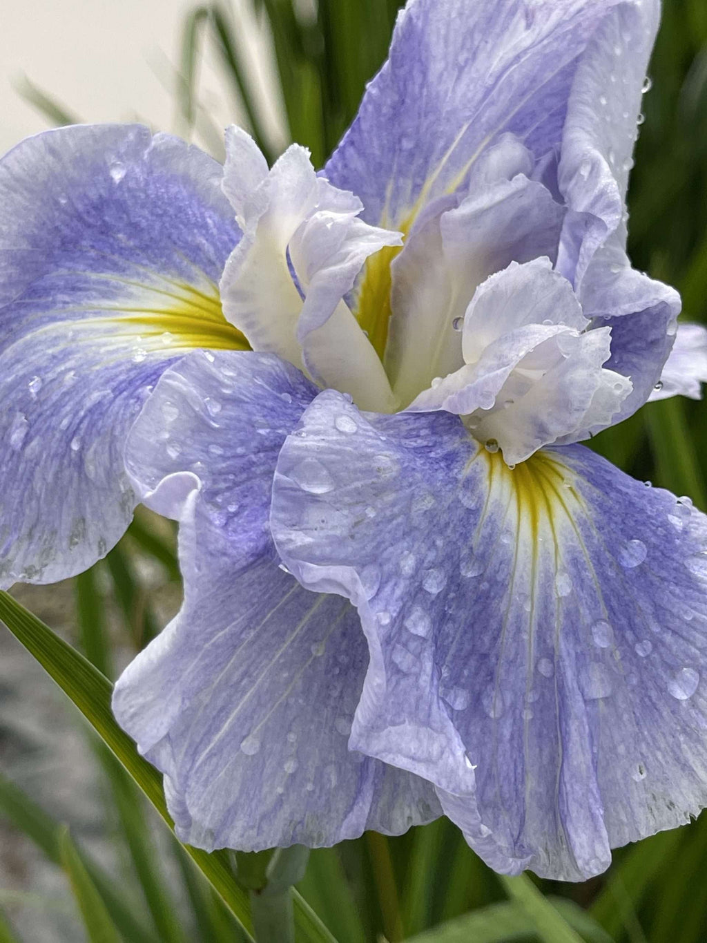 Iris ensata 'Dinner Plate Icecream'