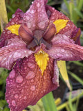 Iris louisiana 'Ann Chowning'