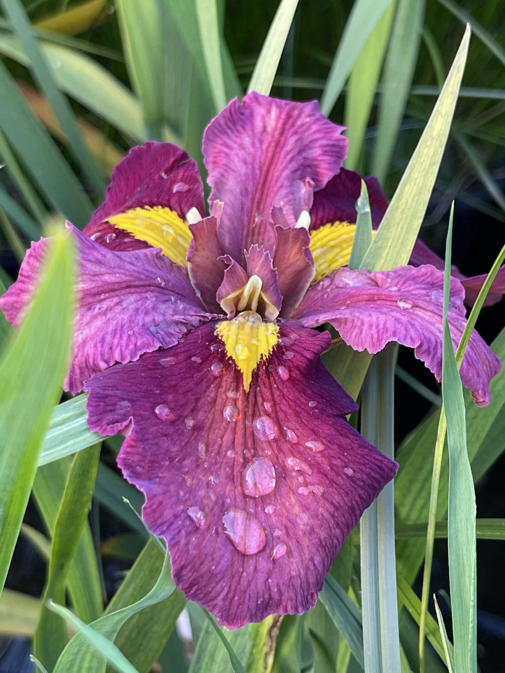 Iris louisiana 'Ann Chowning'