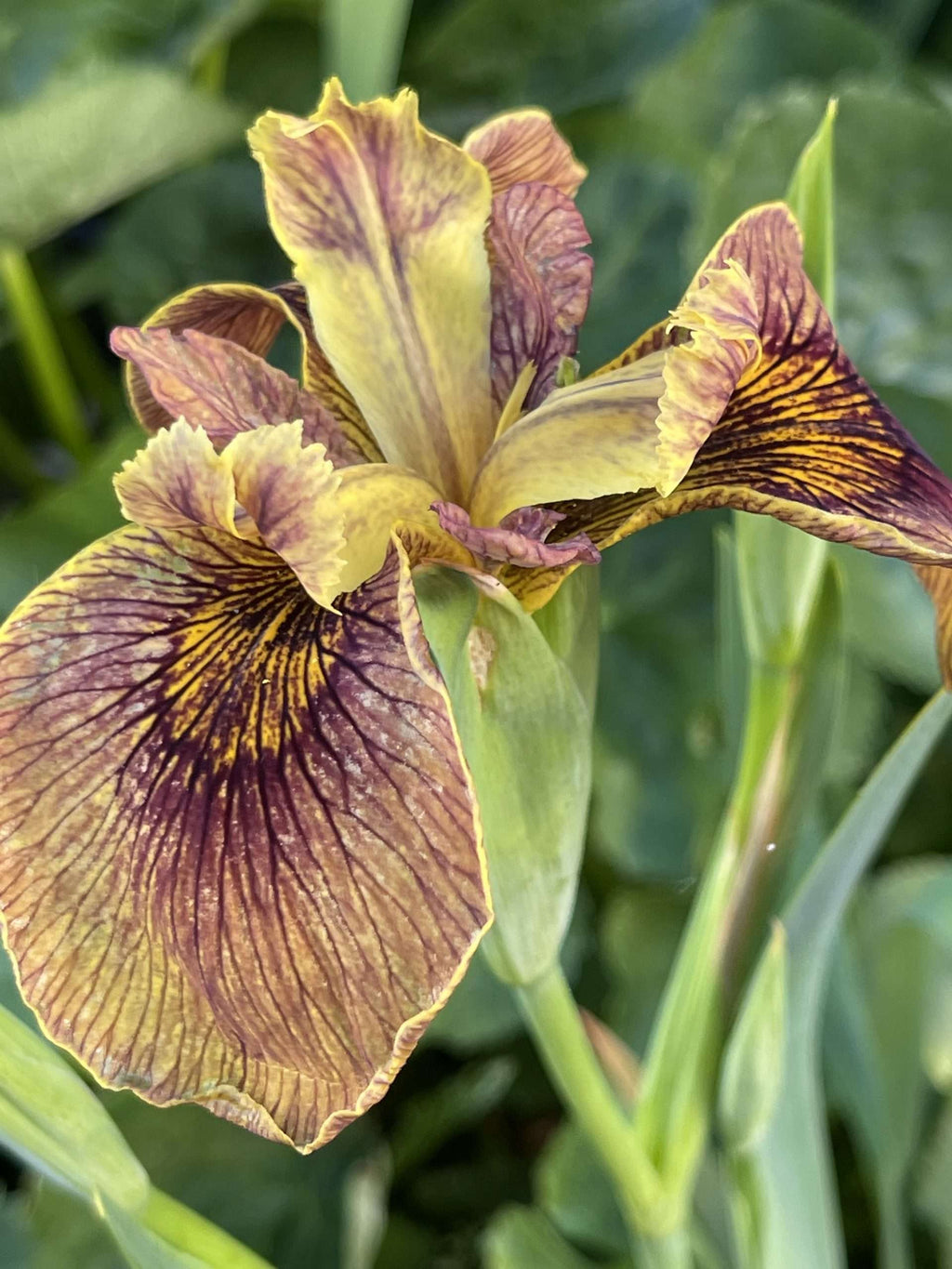 Iris pseudacorus 'Berlin Tiger'