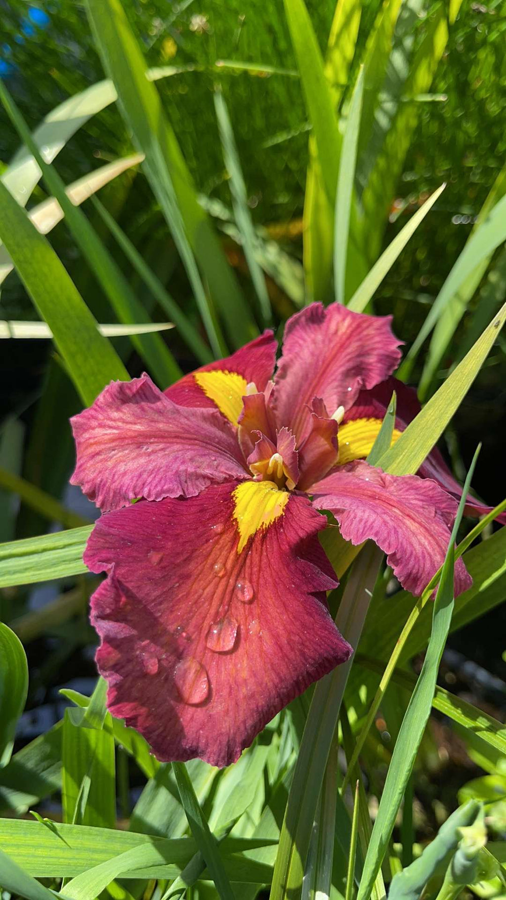 Iris louisiana 'Ann Chowning'