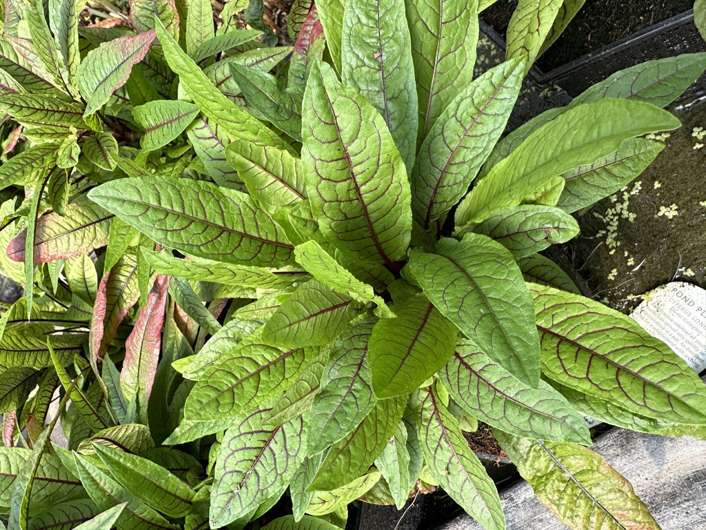 Rumex sanguineus