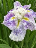 Iris ensata 'Angel Mountain'