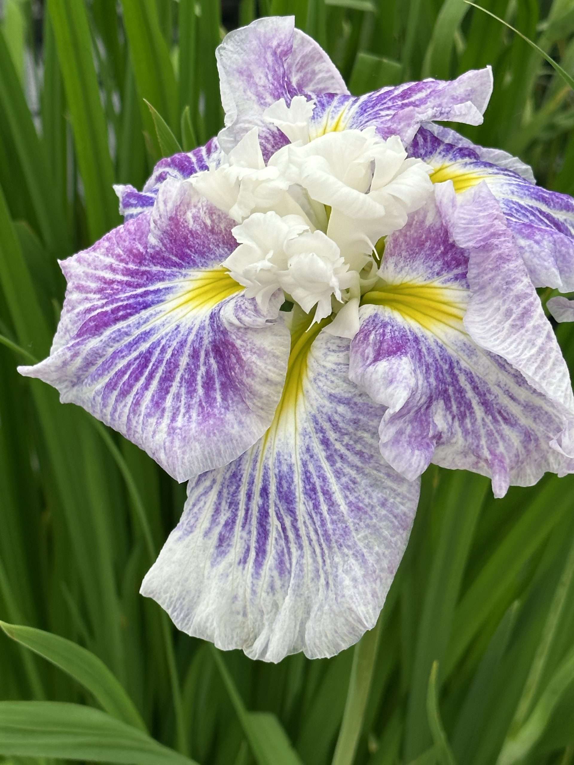 Iris ensata 'Angel Mountain'