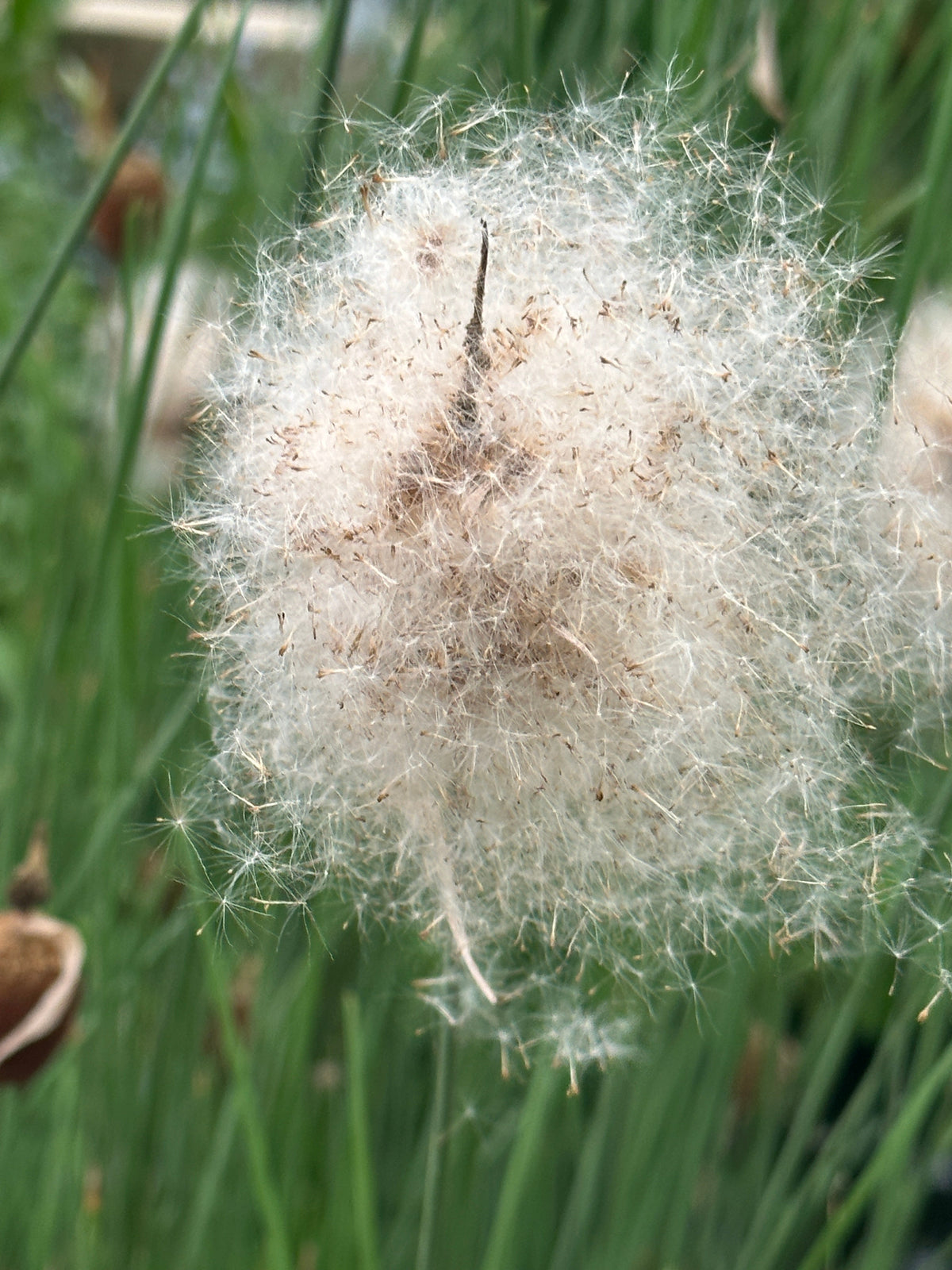 Typha minima