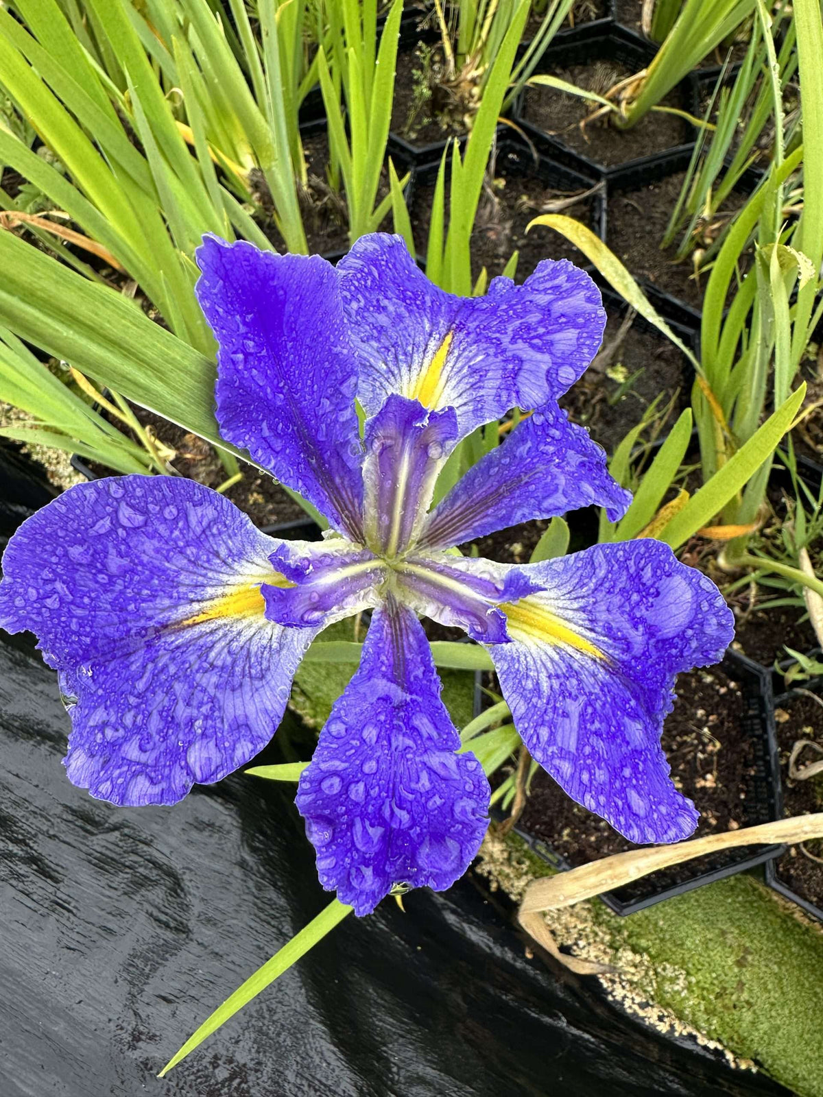 Iris Louisiana 'Heather Stream'