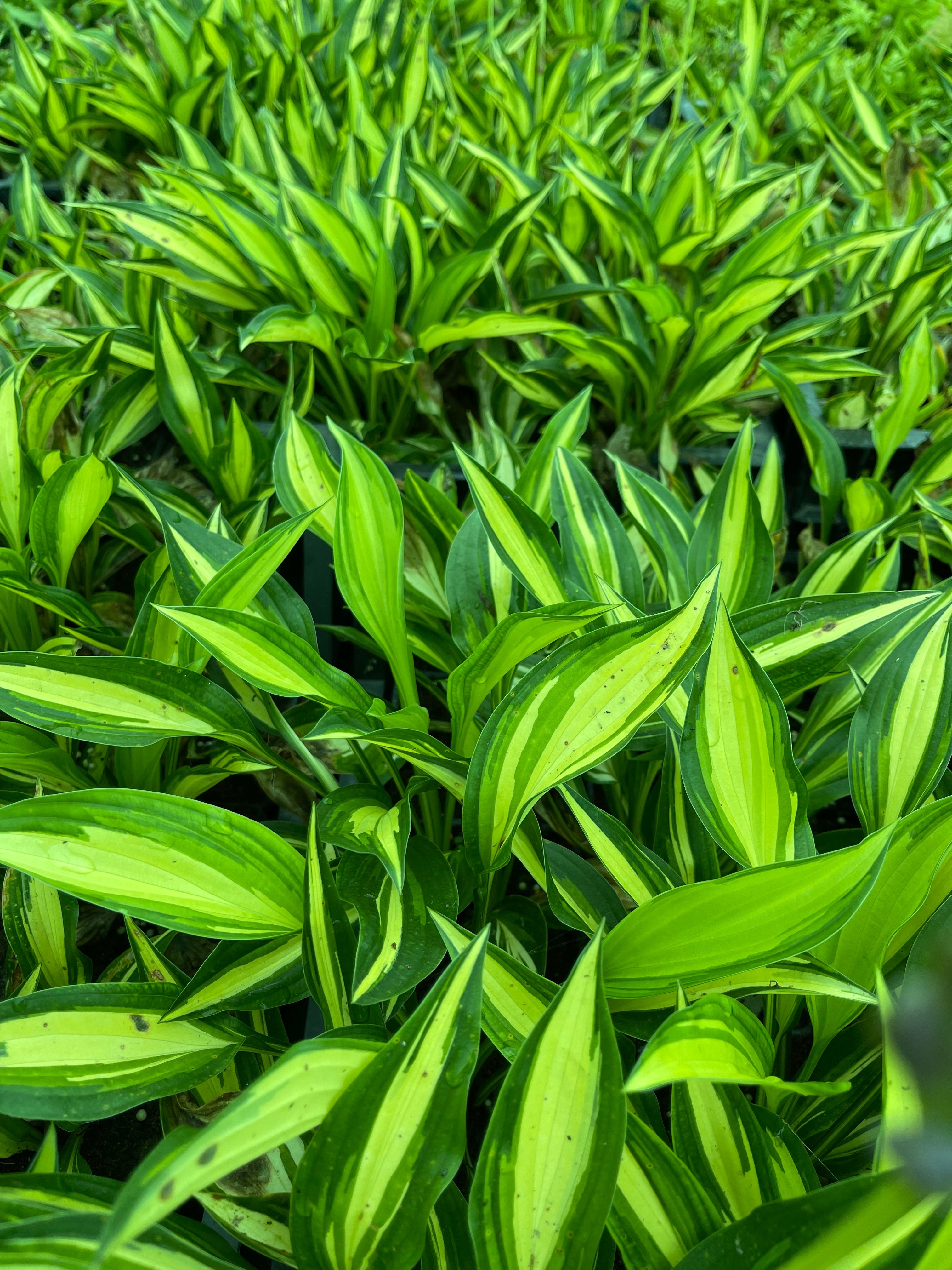 Hosta 'Little Tuft'