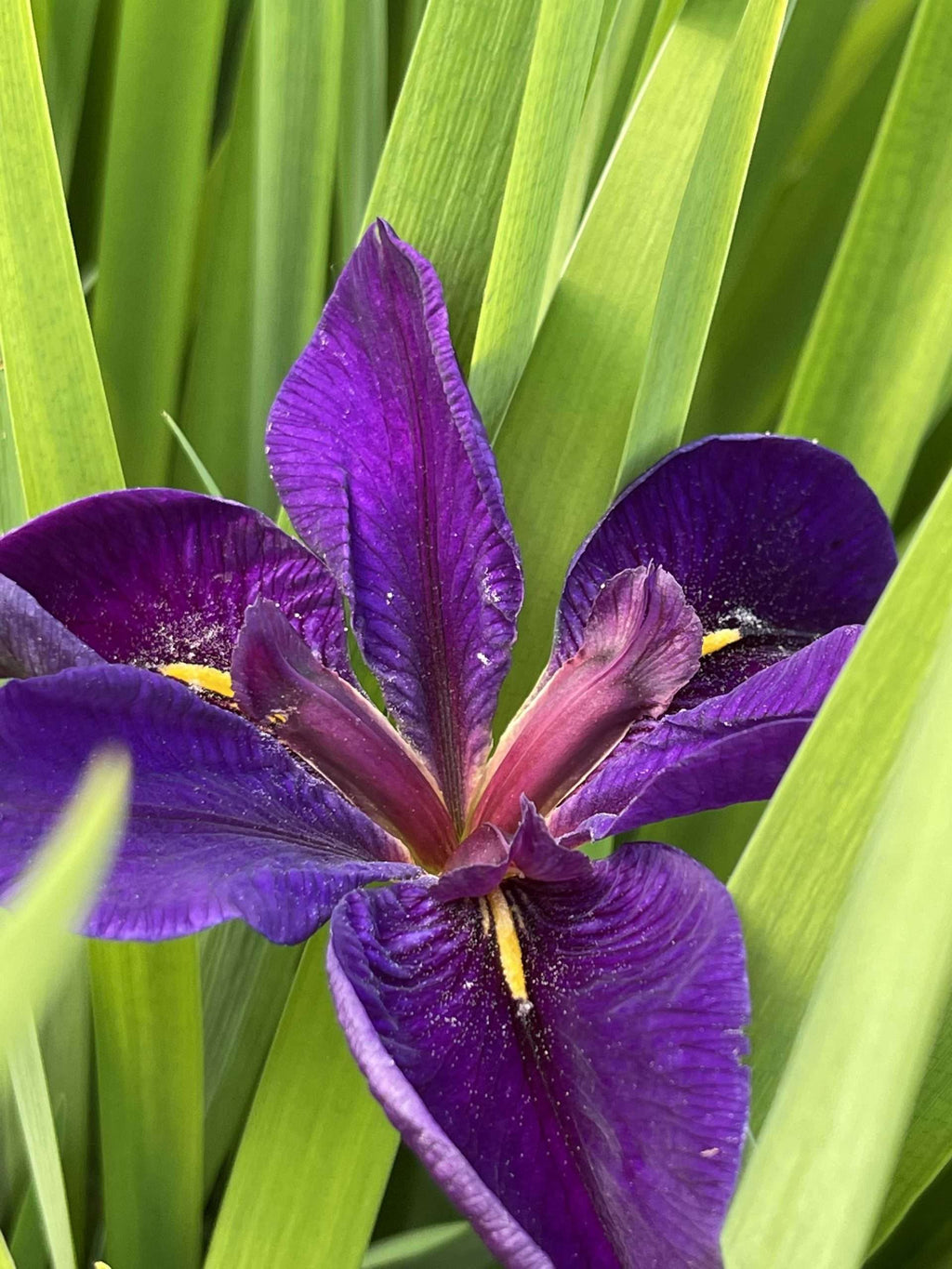 Iris louisiana 'Black Gamecock'