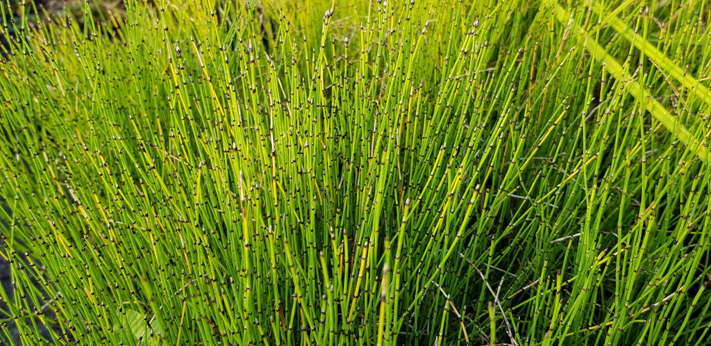 Equisetum scirpoides