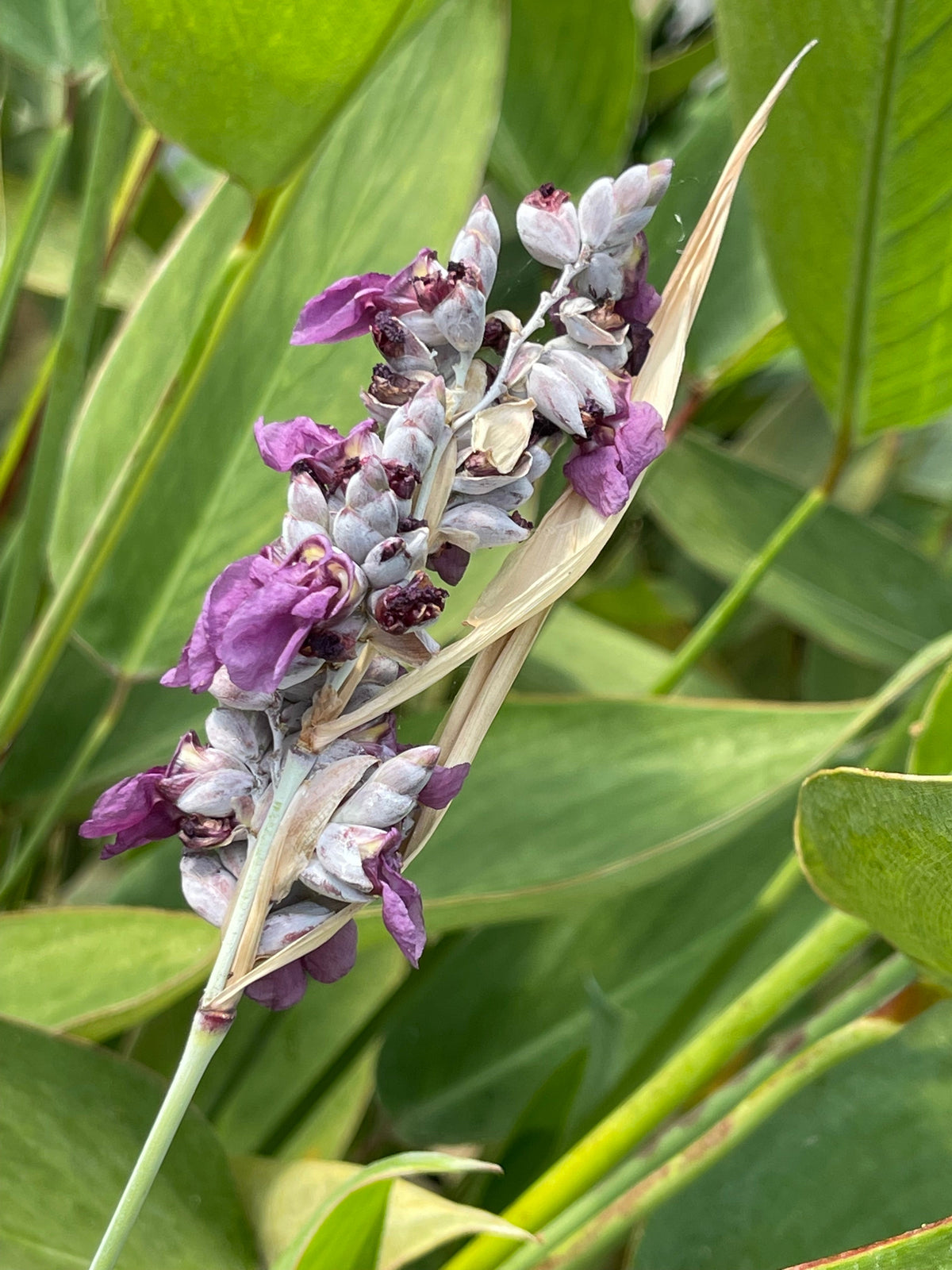 Thalia dealbata