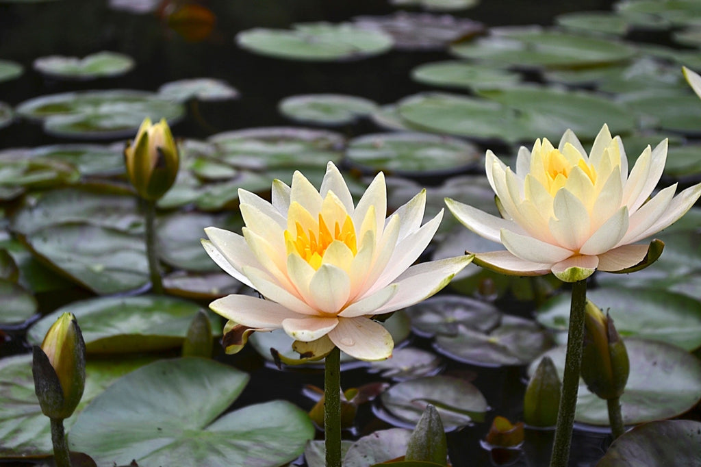 Nymphaea 'Inner Light'