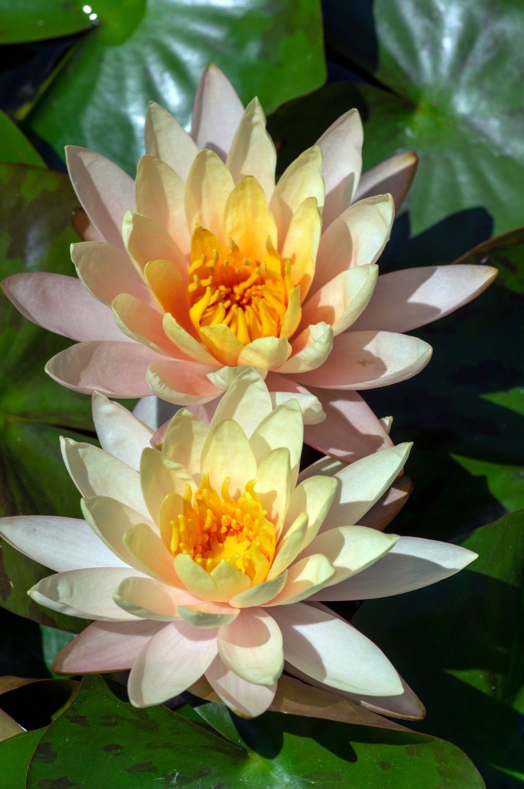 Nymphaea 'Inner Light'
