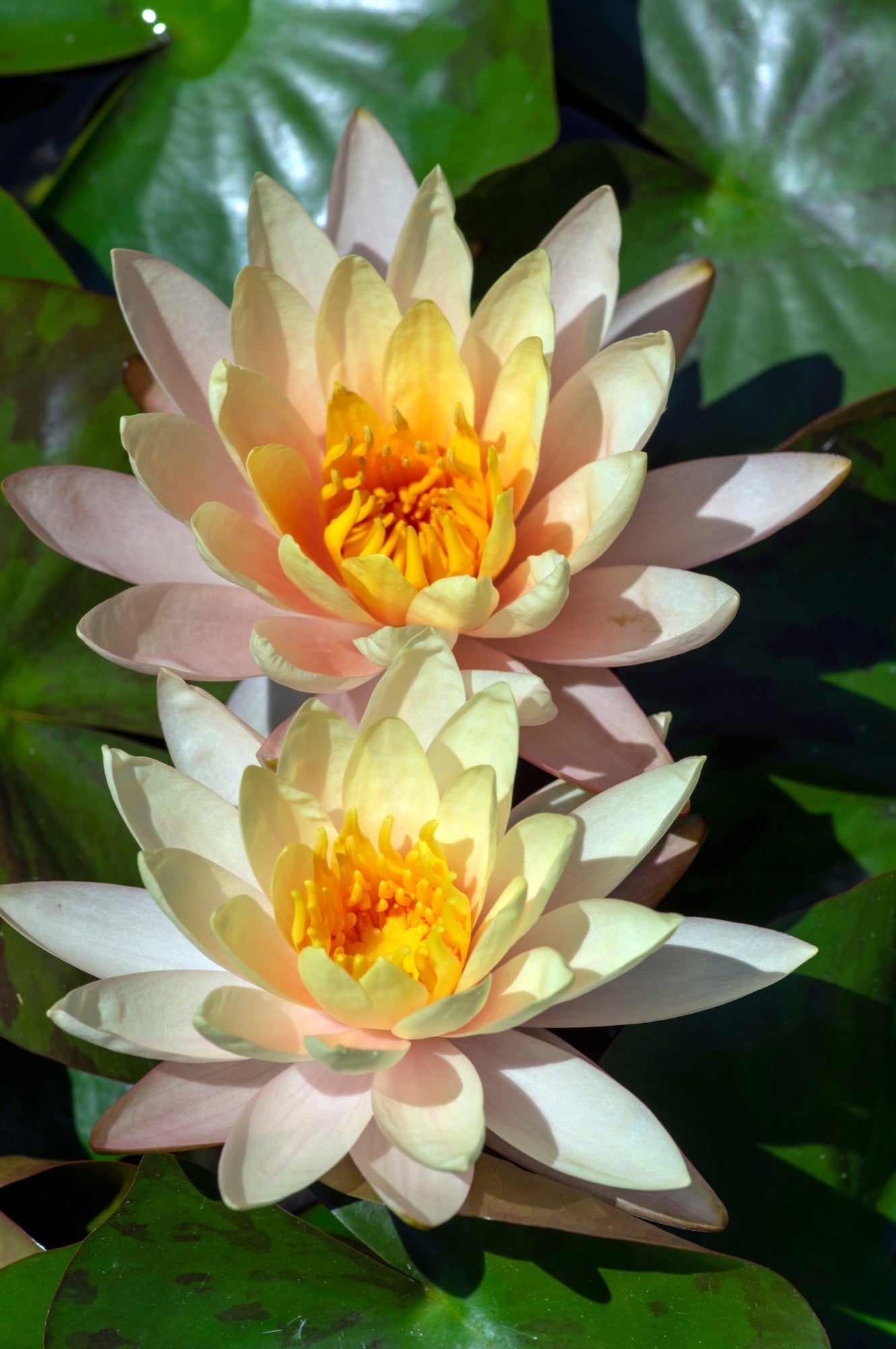 Nymphaea 'Inner Light'
