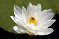 Nymphaea 'Innocence'