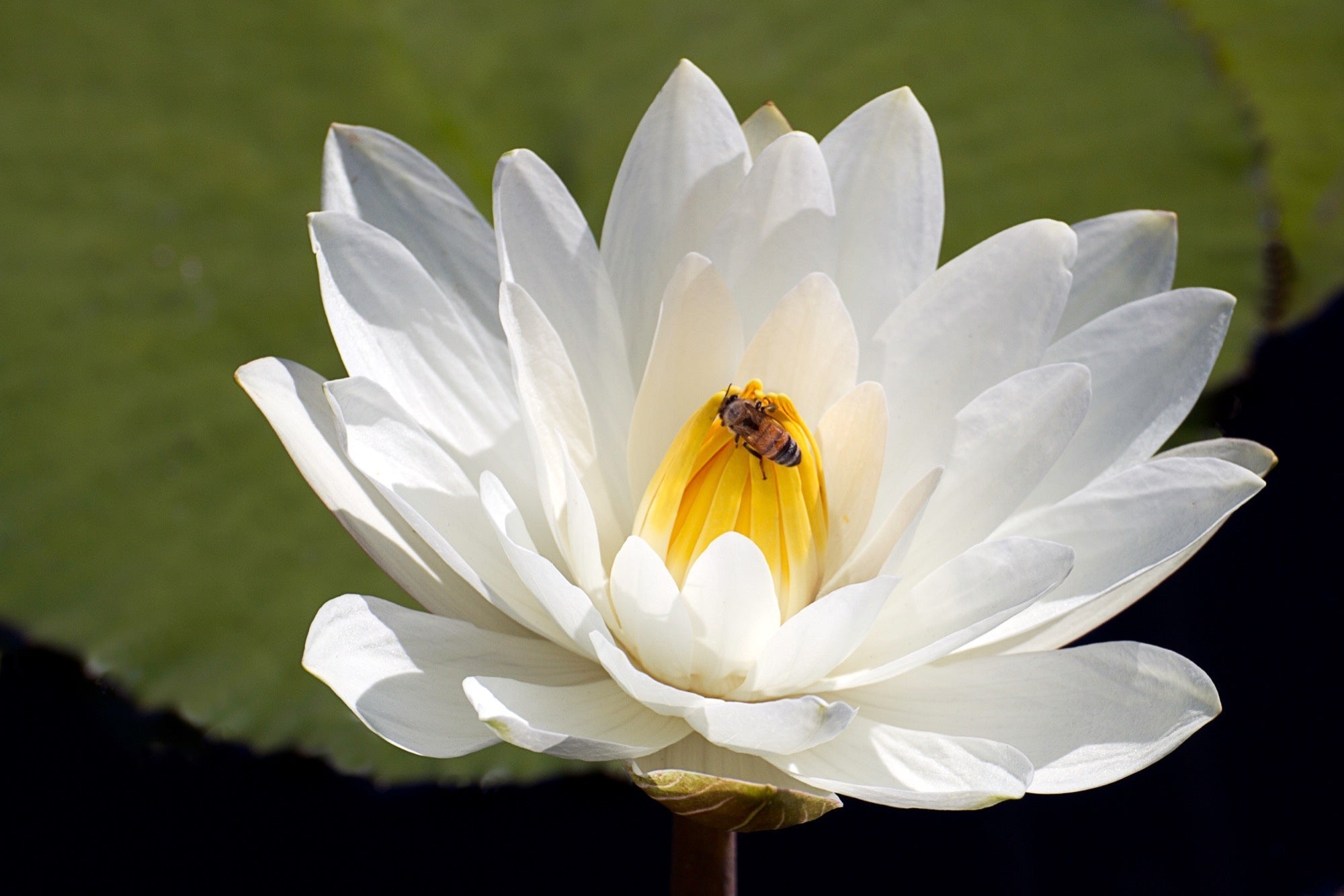 Nymphaea 'Innocence'