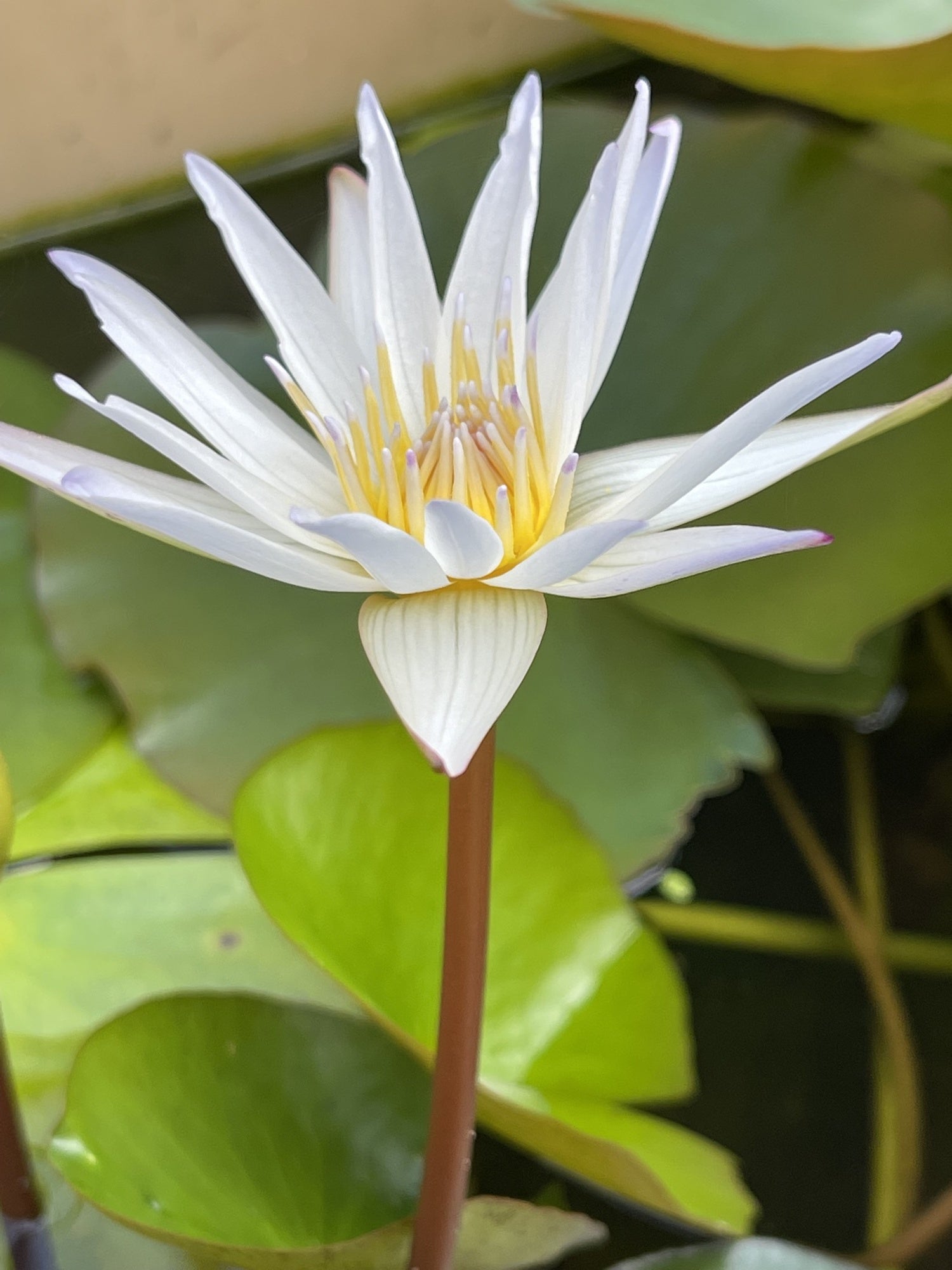 Nymphaea 'Innocence'