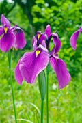 Iris ensata (Iris kaempferi)