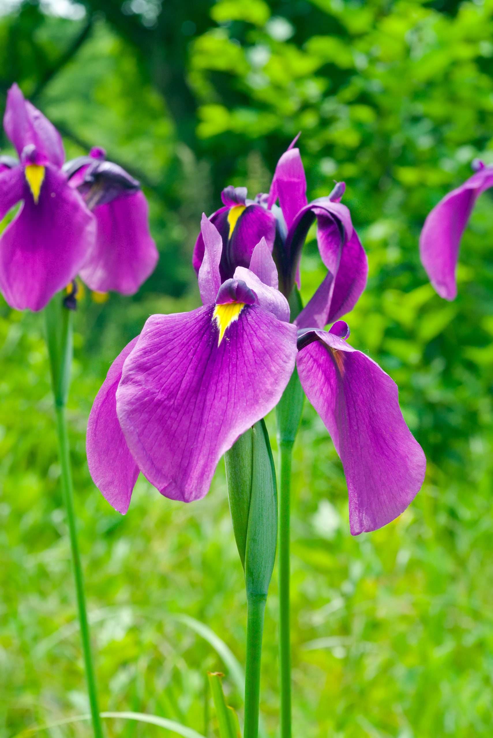 Iris ensata (Iris kaempferi)