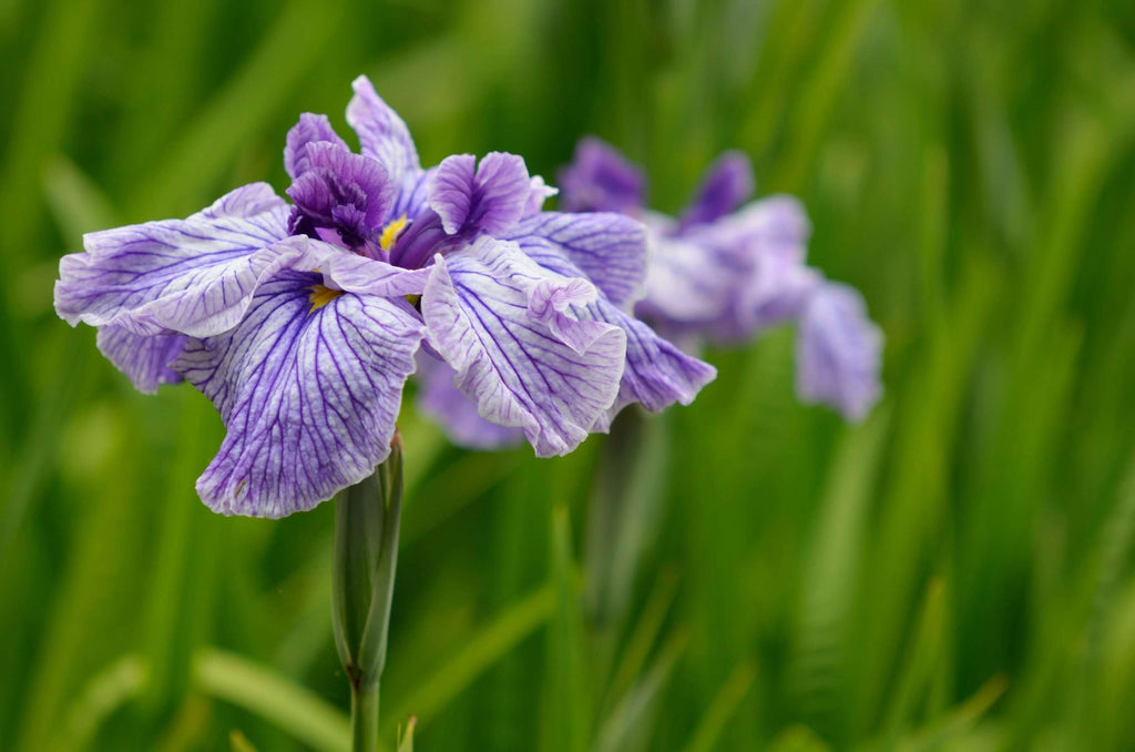 Iris ensata 'Activity'
