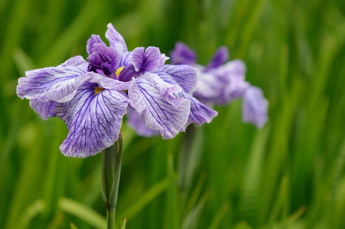 Iris ensata 'Activity'