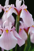 Iris ensata 'Darling'