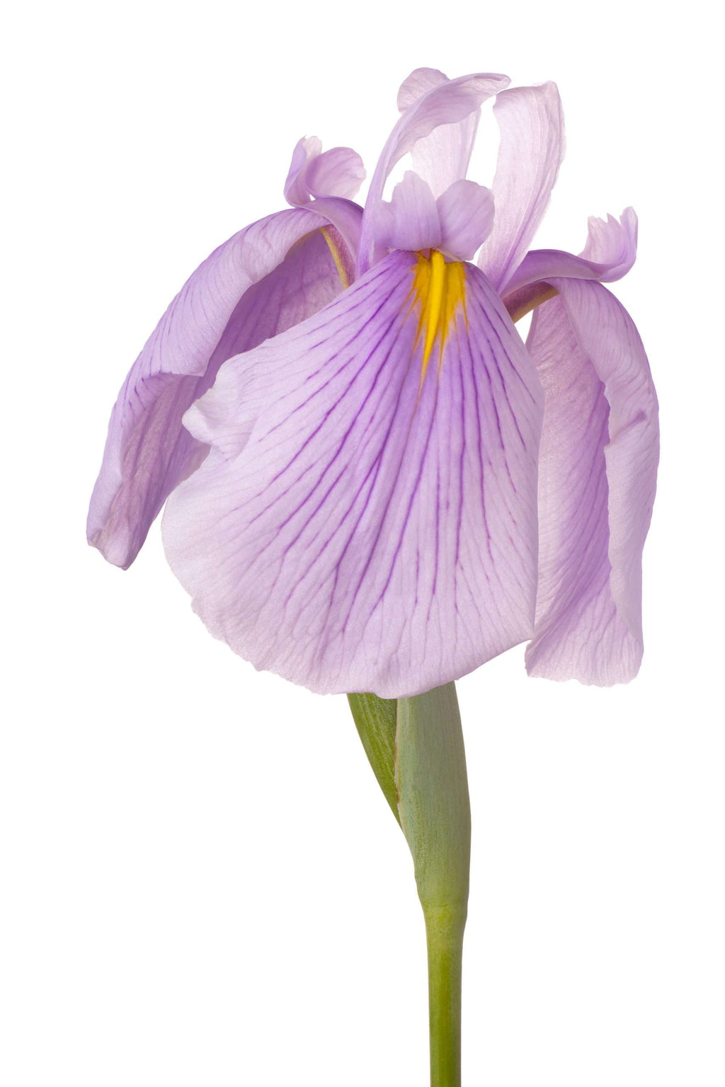 Iris ensata 'Darling'