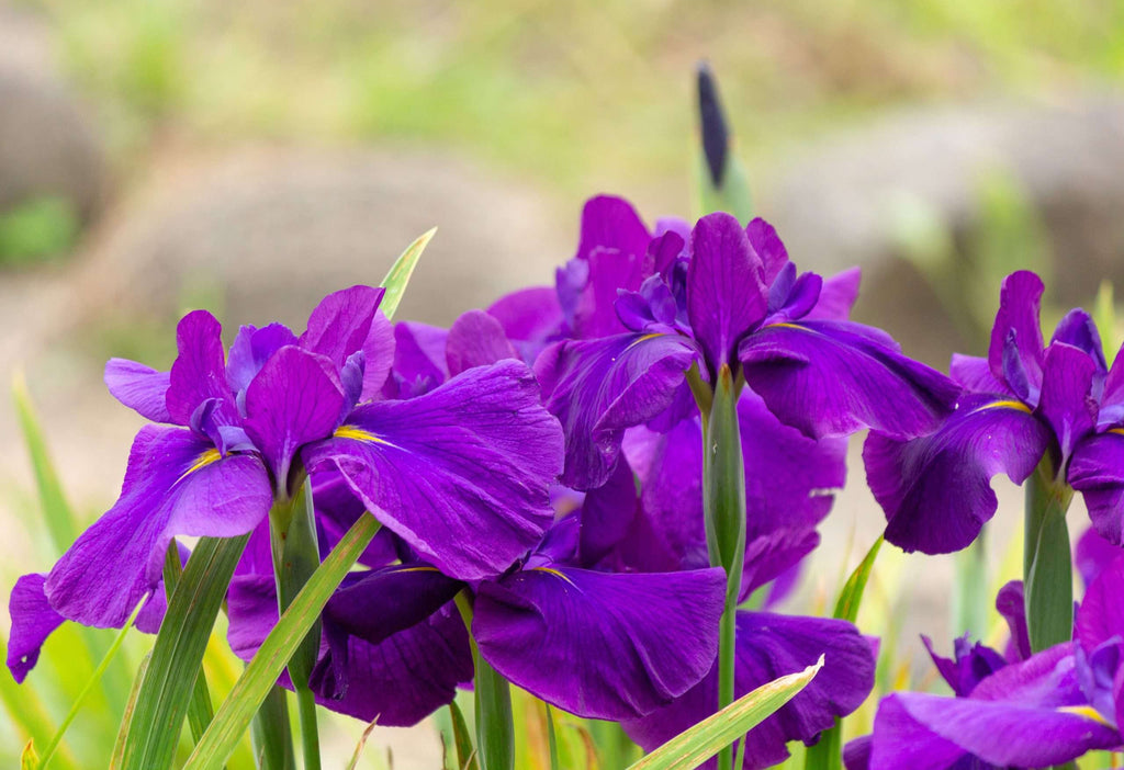 Iris ensata 'Dinner Plate Blueberry'