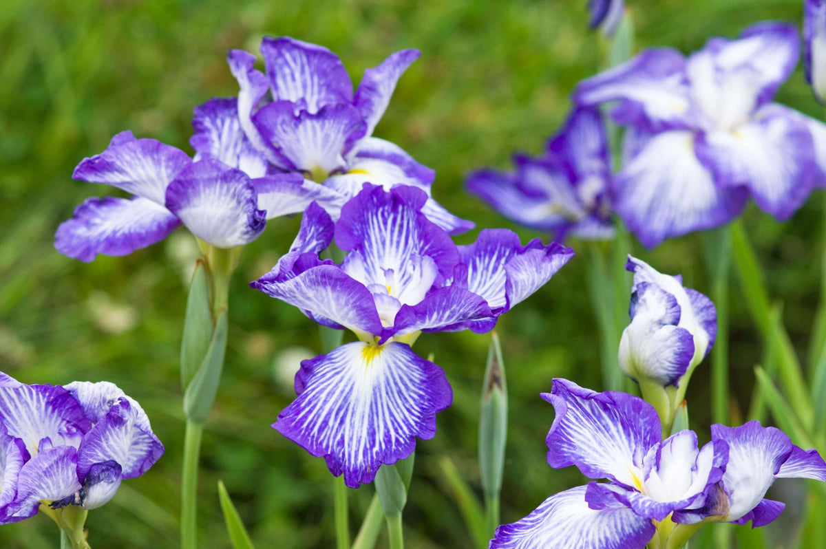 Iris ensata 'Dinner Plate Cheesecake'